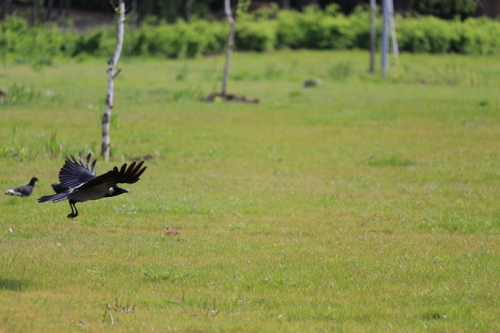 Canon EOS 700D (EOS Rebel T5i / EOS Kiss X7i) sample photo. Bird, fly, flying photography