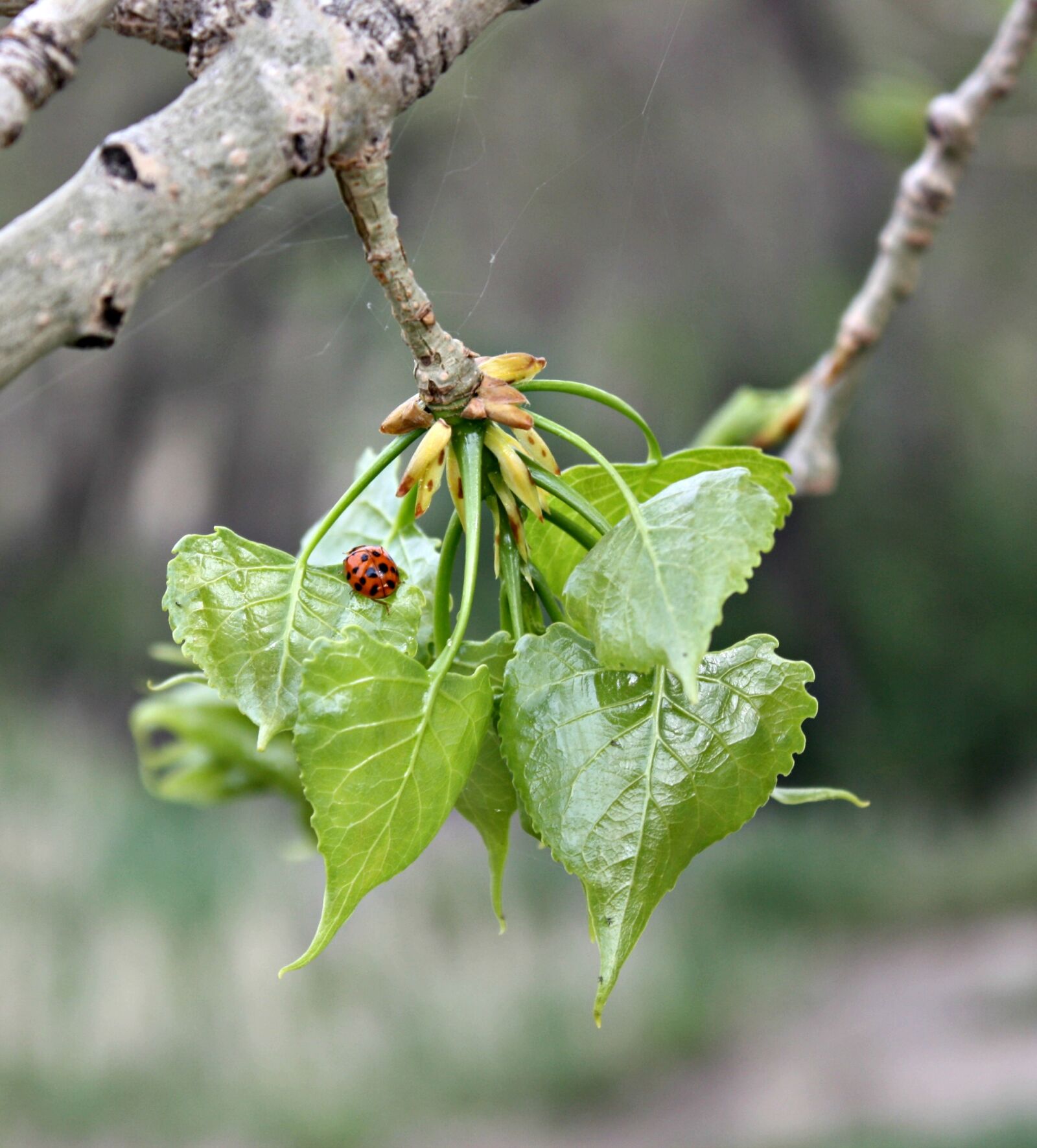 Canon EF-S 18-55mm F3.5-5.6 IS sample photo. Green, leaf, ladybeetle, spider photography