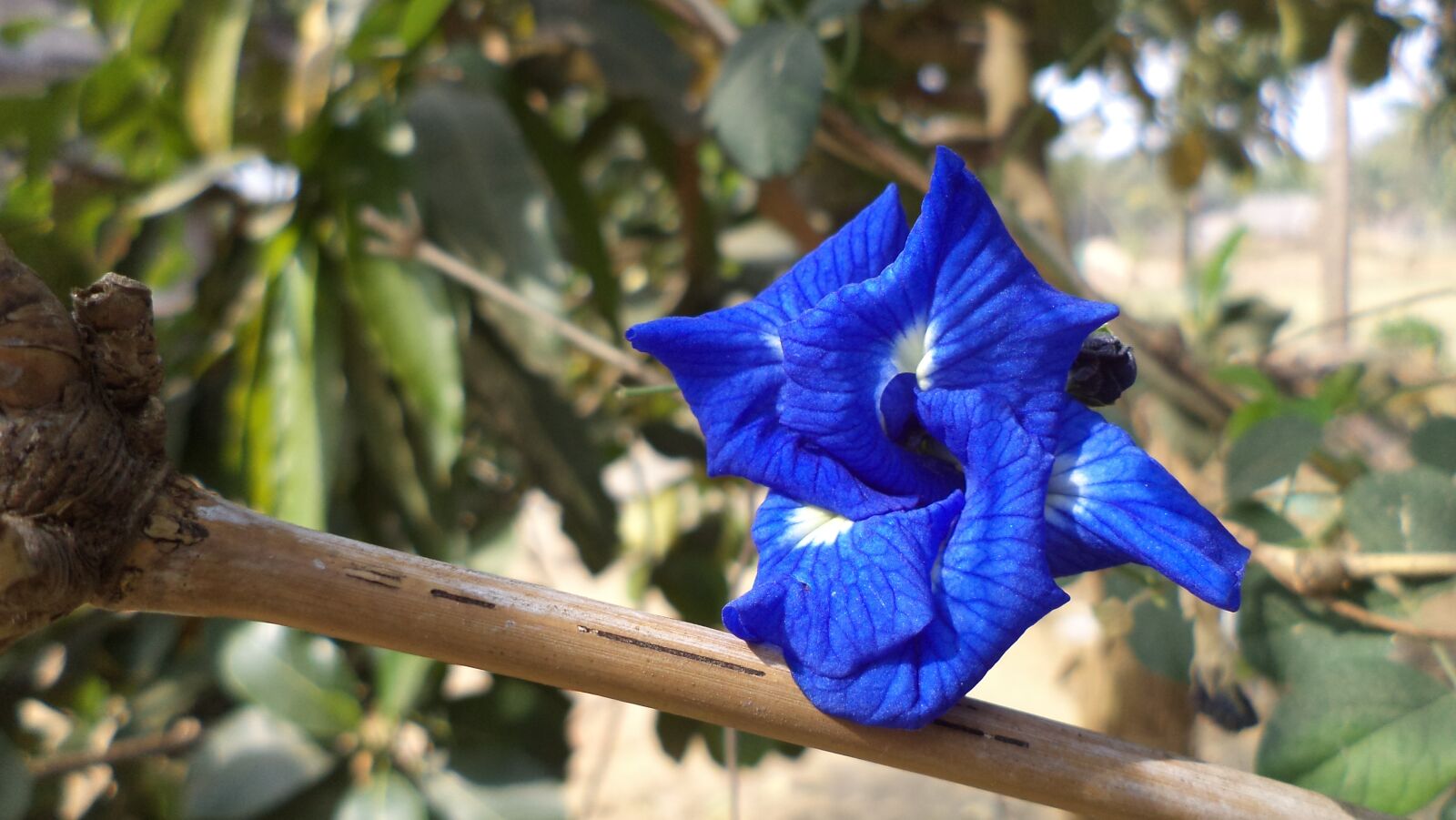 Sony DSC-S5000 sample photo. Flower, blue flower, beautiful photography