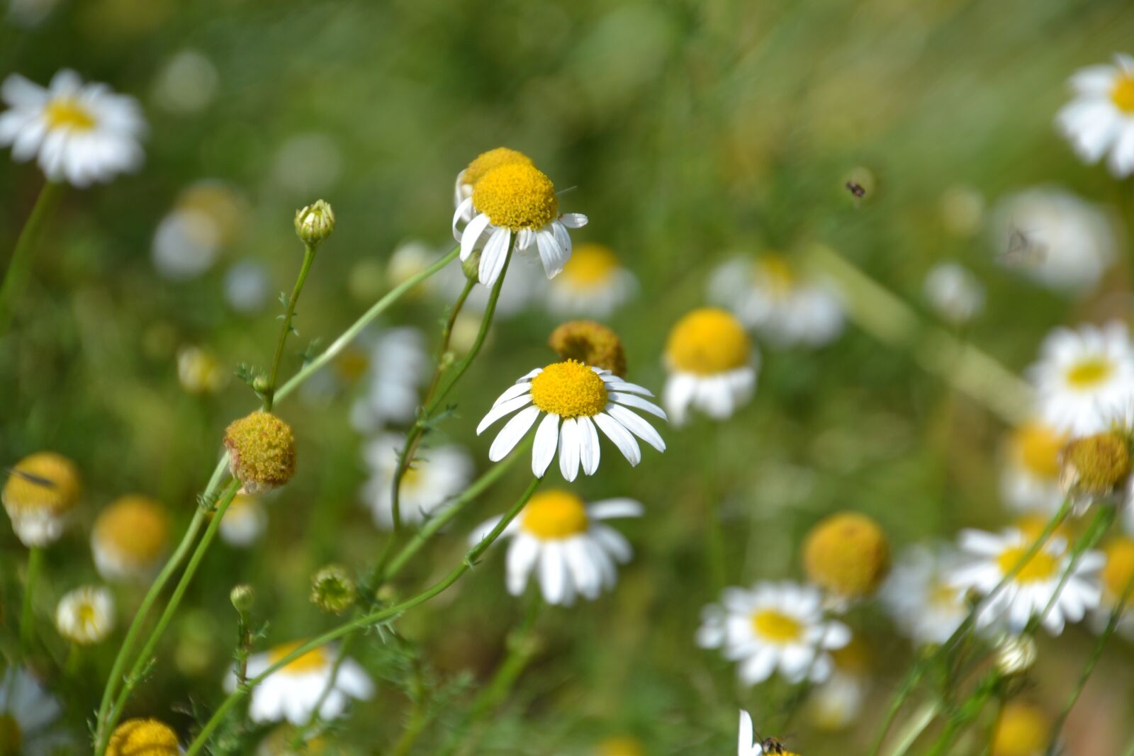 Nikon D3100 sample photo. Chamomile, flower meadow, summer photography