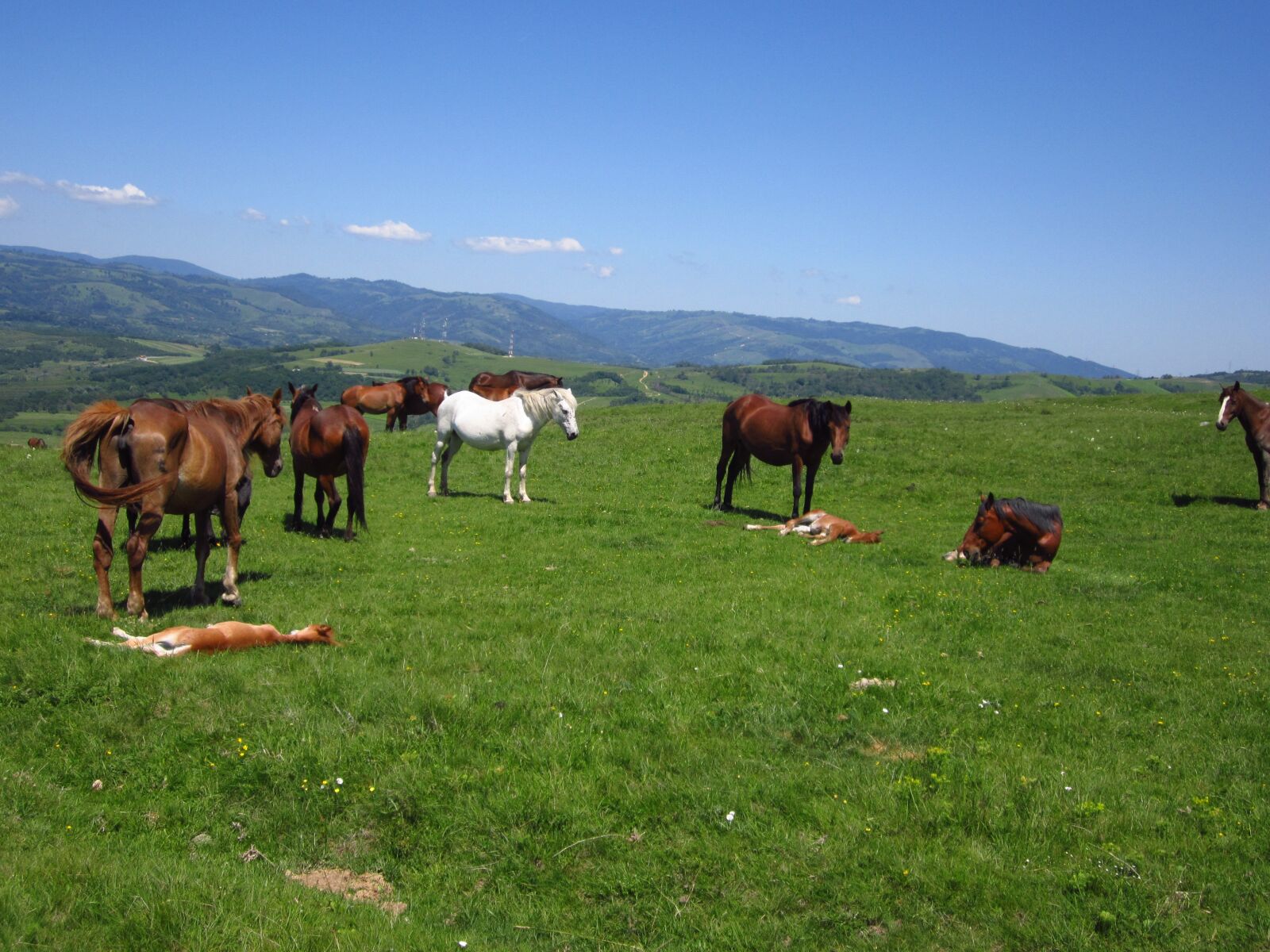 Canon PowerShot A2200 sample photo. Horses, field, mountain photography