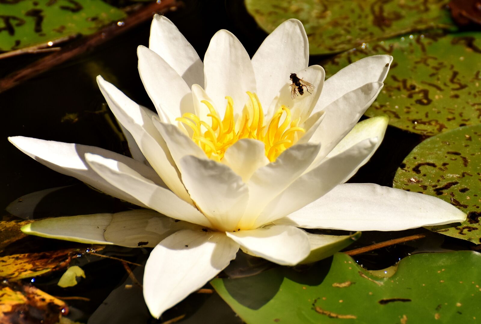 Nikon D7200 sample photo. Water lily, plant, aquatic photography