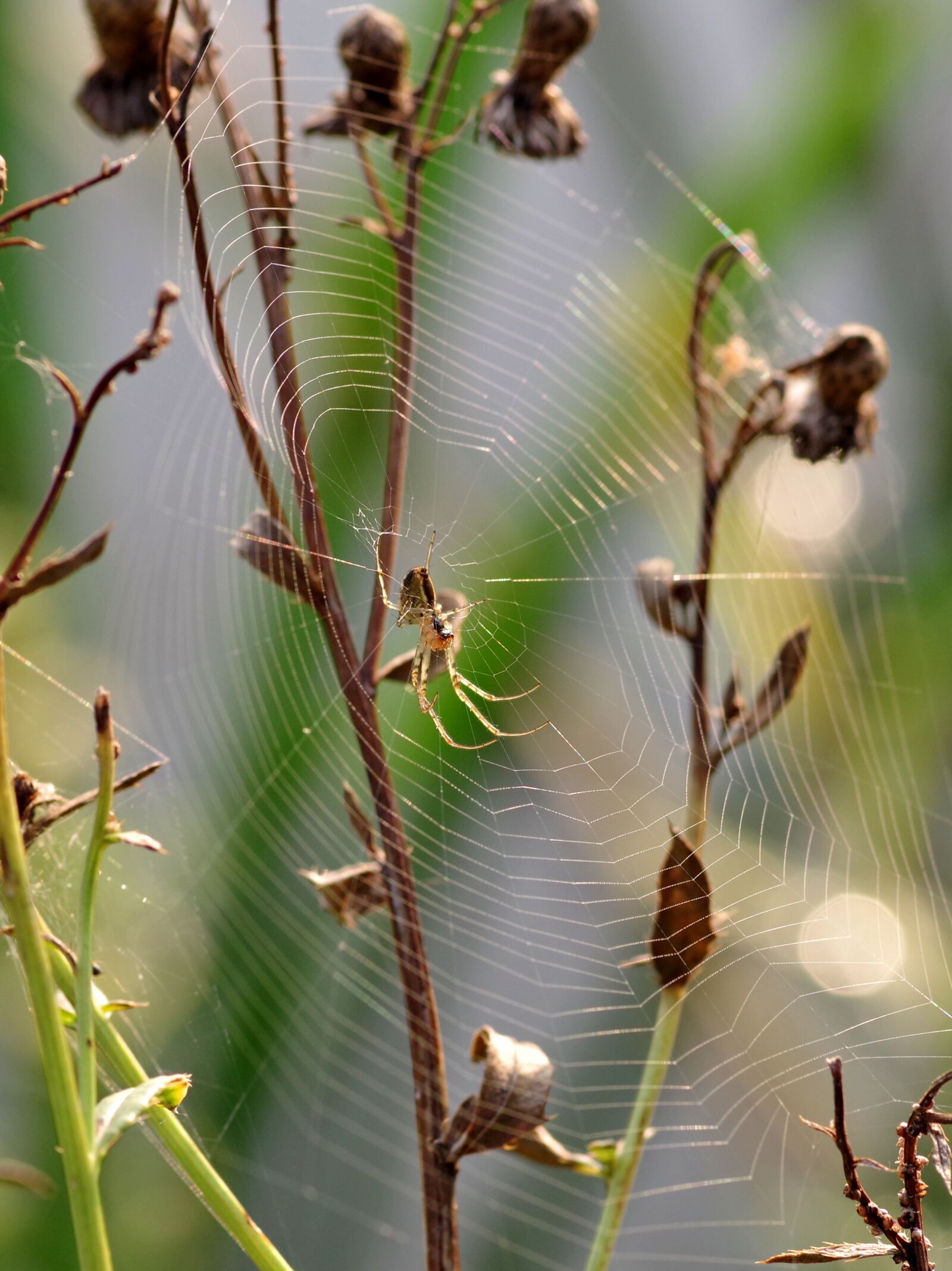 Pentax K-S2 sample photo. Cobweb, grass, spider photography