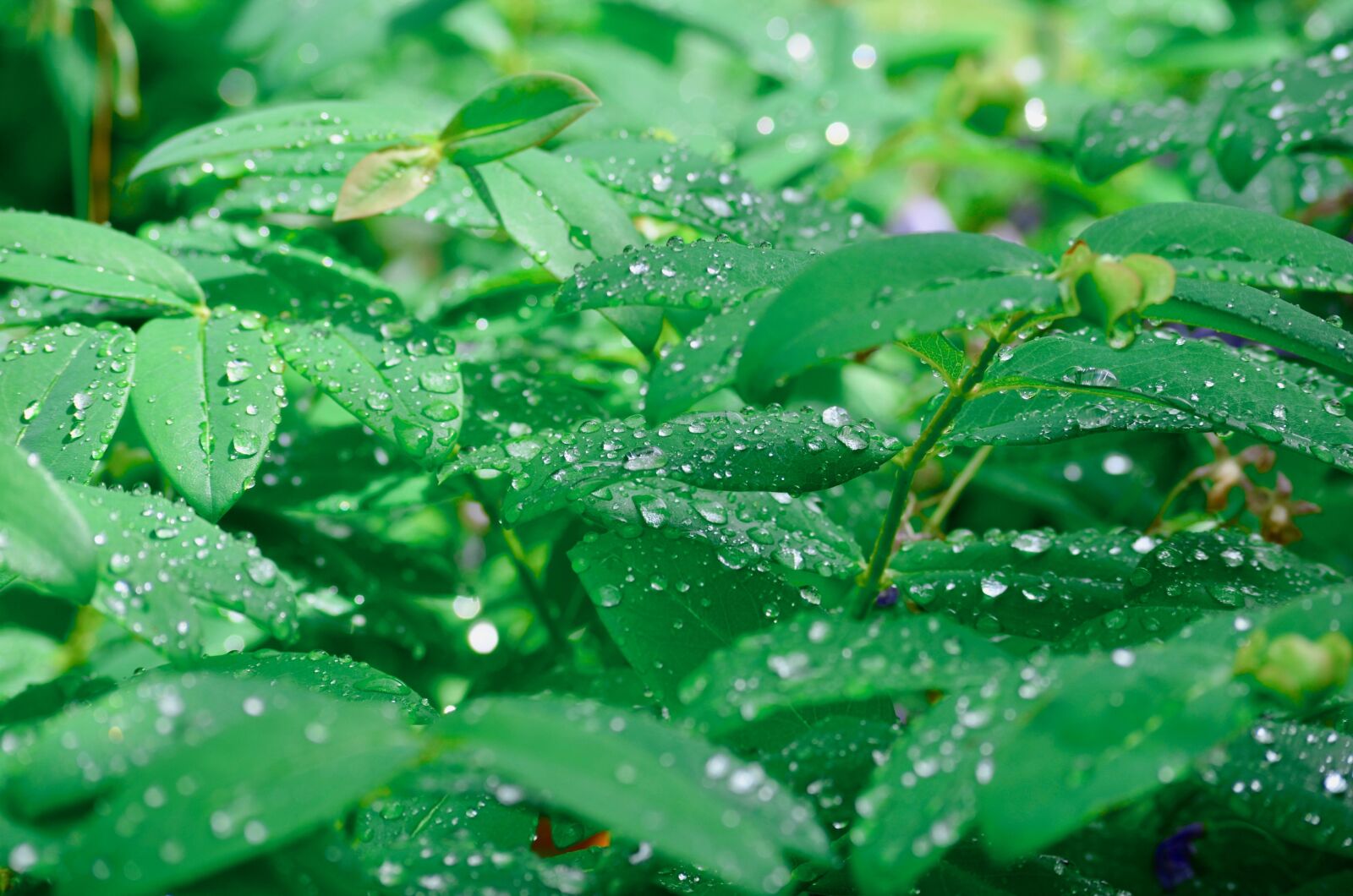 Nikon D5100 sample photo. Rain, raindrop, drop of photography