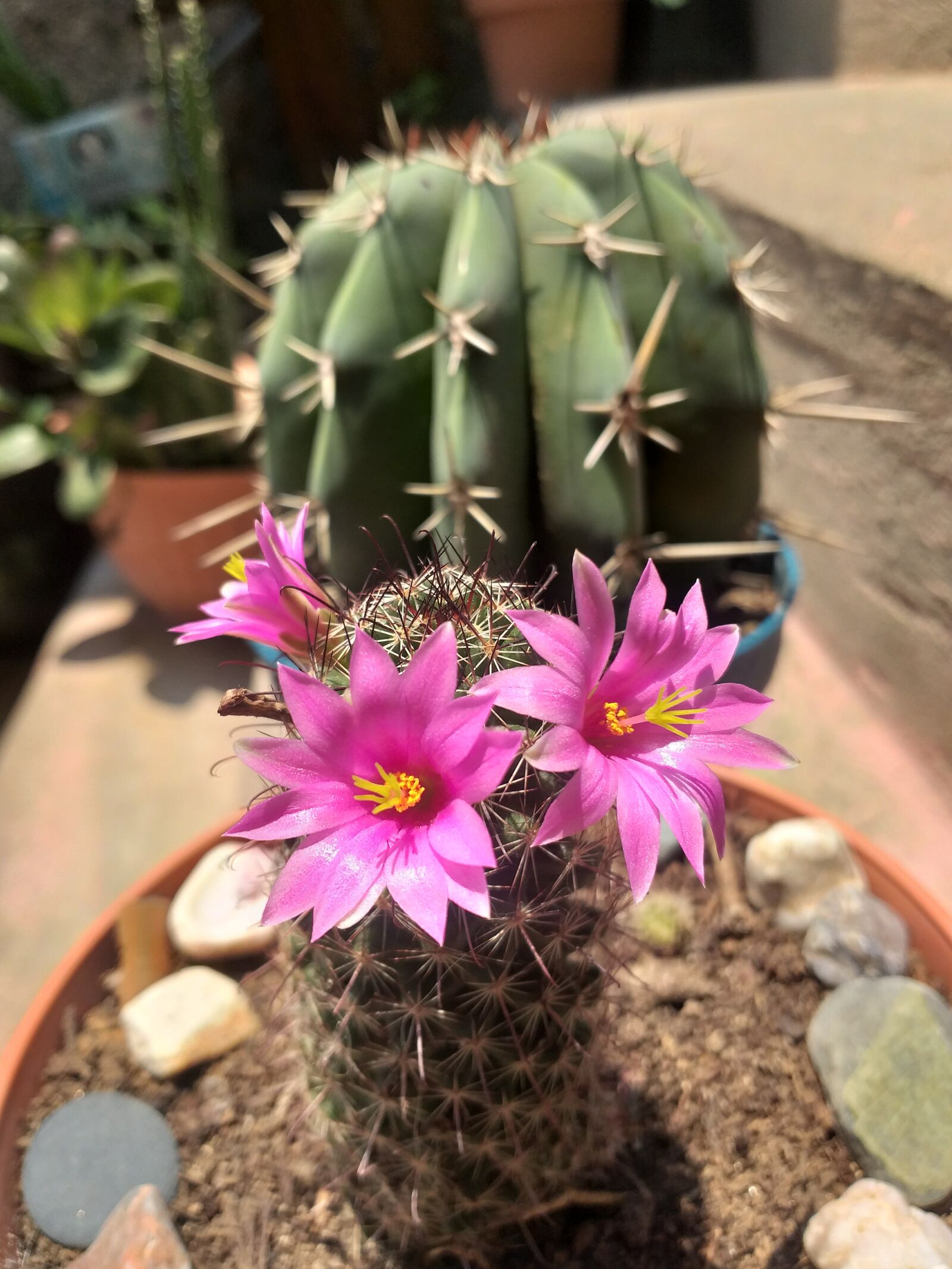 Samsung Galaxy A6+ sample photo. Flores, cactus, vida photography