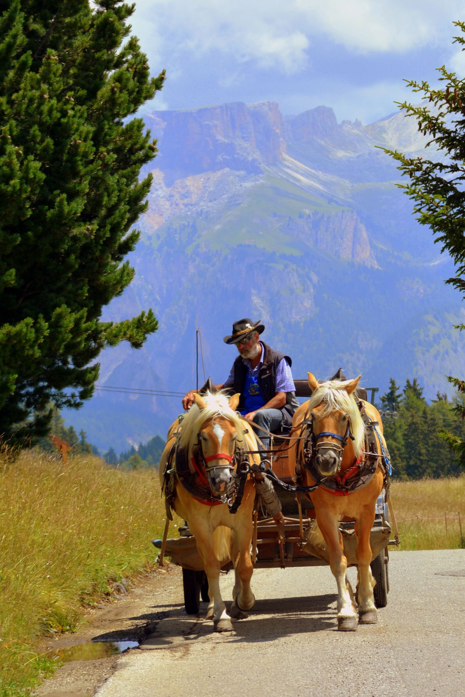 Nikon D7100 sample photo. Horse, carrozza, animals photography