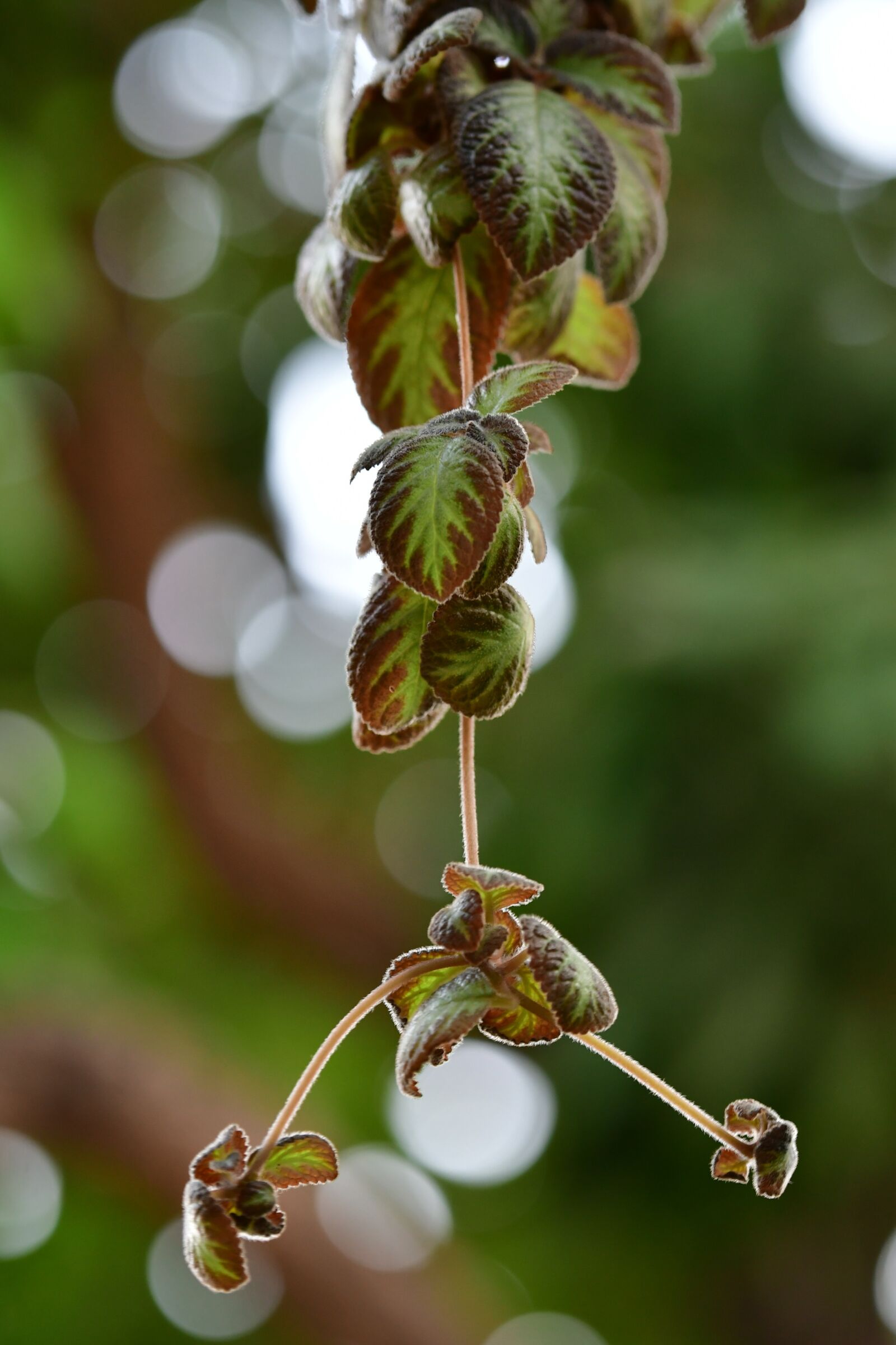 Nikon D500 sample photo. Tendrils, hanging tendrils, plant photography