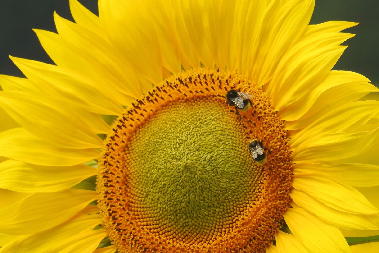 Nikon Coolpix P900 sample photo. Sunflower, insect, hummel photography