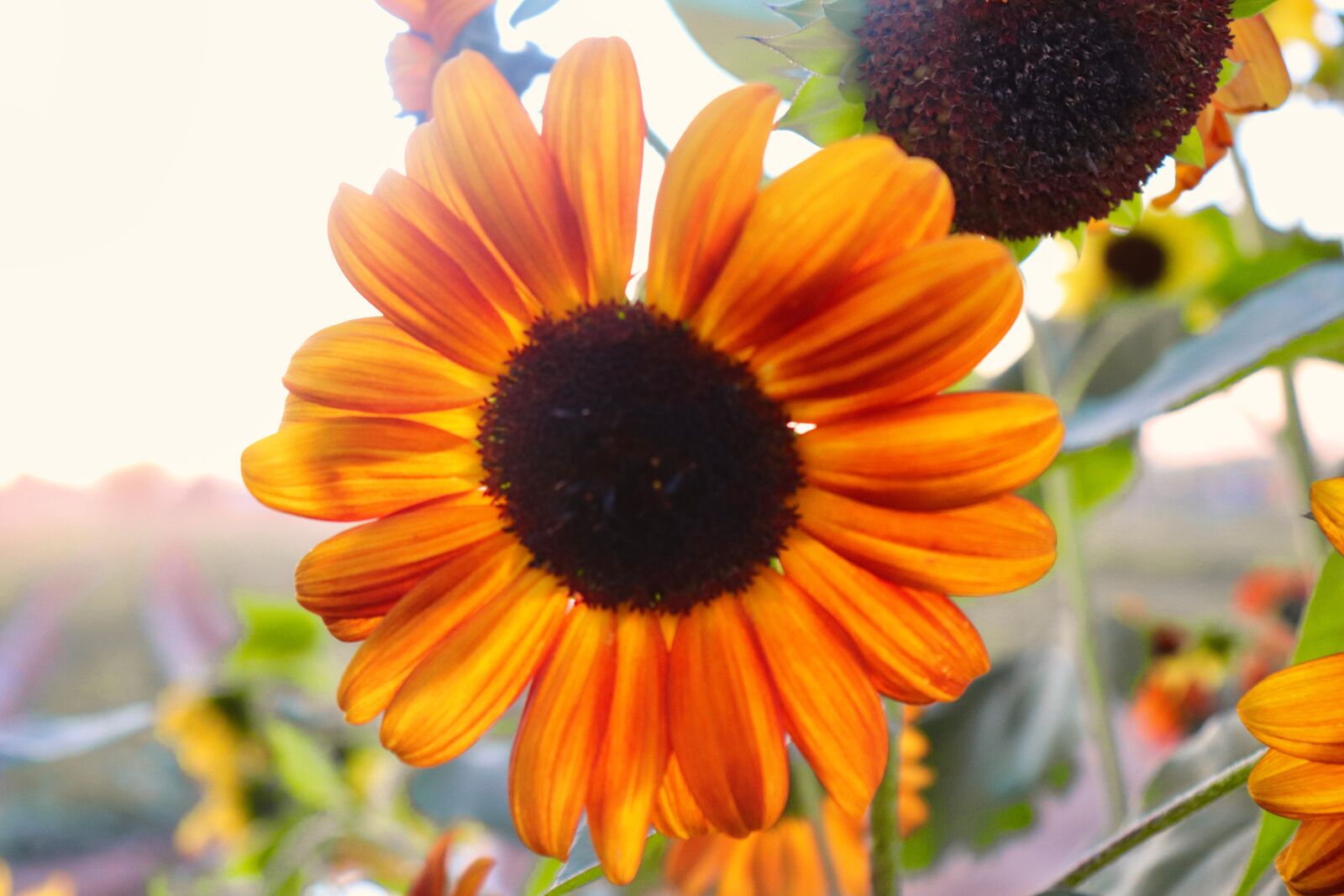 Canon EOS 200D (EOS Rebel SL2 / EOS Kiss X9) sample photo. Sunflower, autumn, flower photography