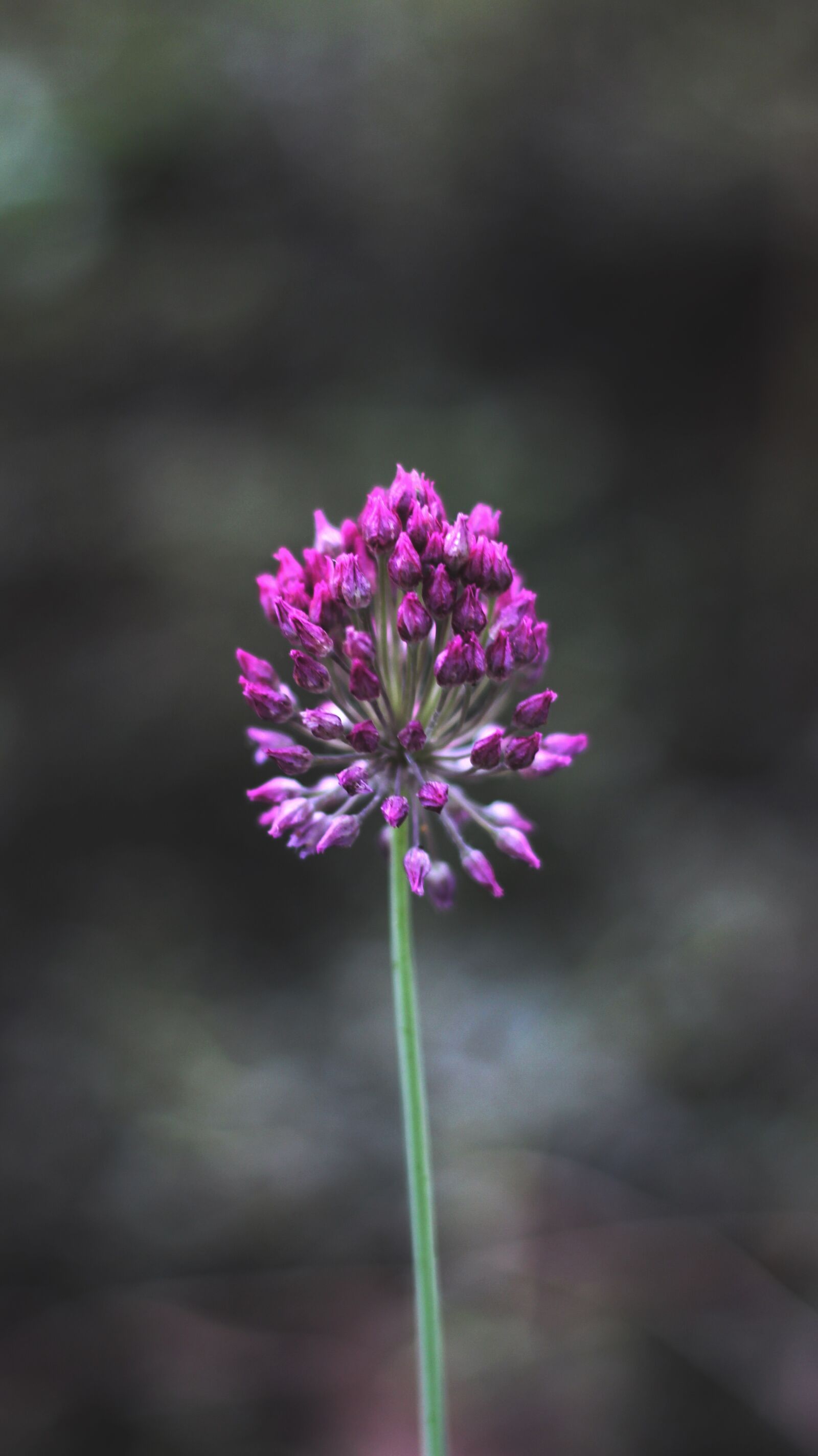 Canon EOS 700D (EOS Rebel T5i / EOS Kiss X7i) sample photo. Minimalism, flower, macro photography