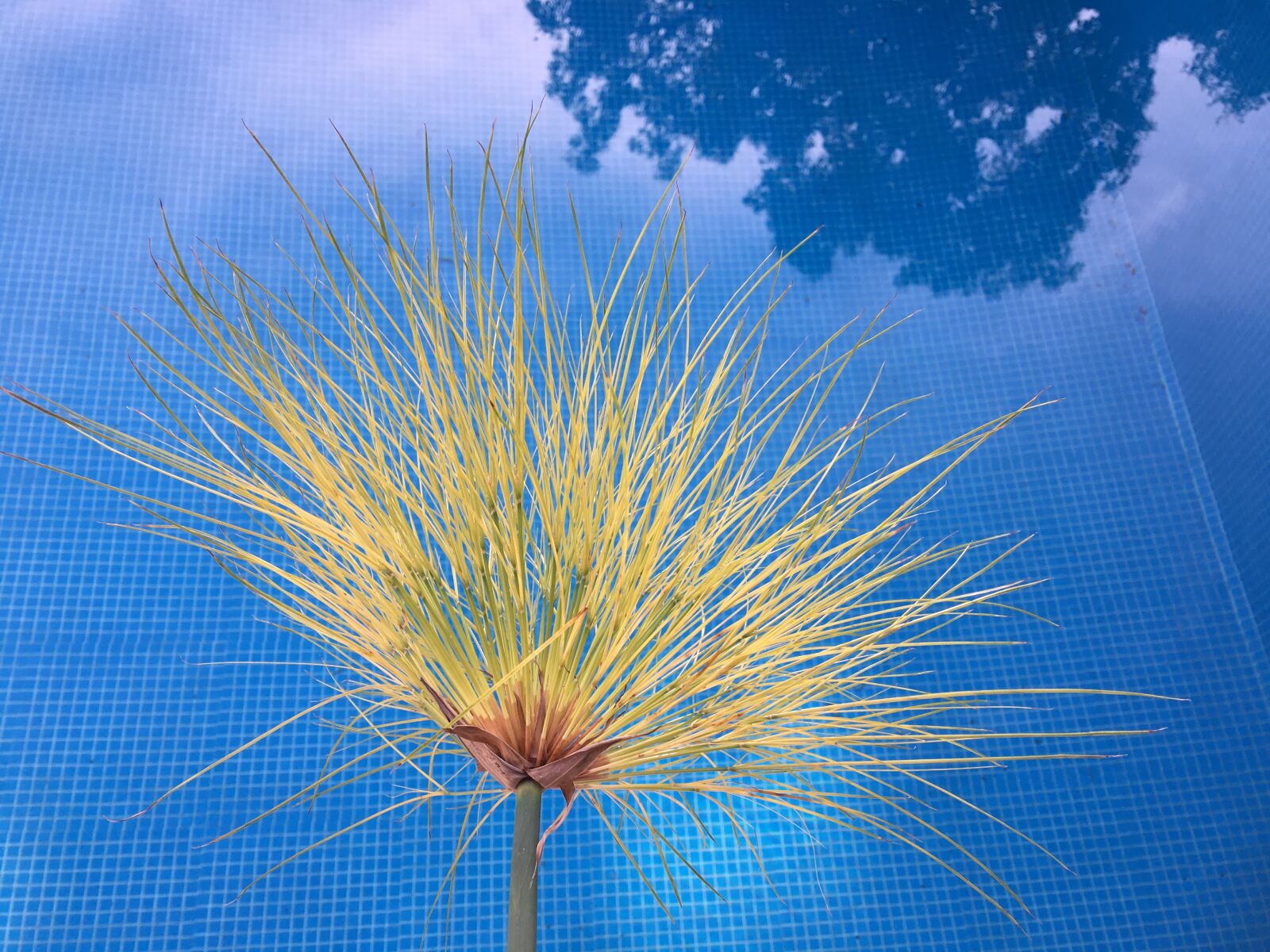 iPhone 6s Plus back camera 4.15mm f/2.2 sample photo. Papyrus, reflection, water photography