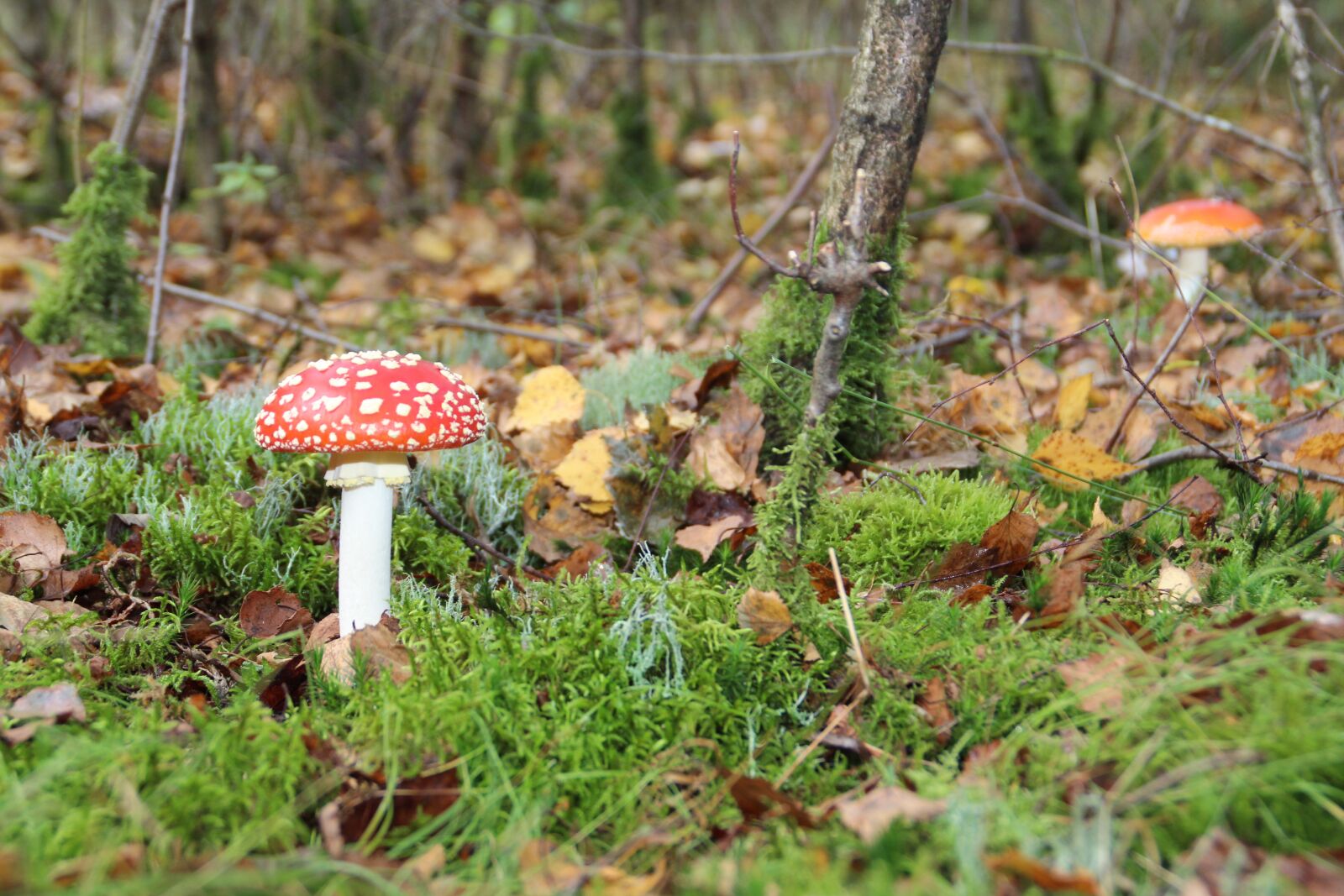 Canon EOS 650D (EOS Rebel T4i / EOS Kiss X6i) sample photo. Mushroom, utrecht, autumn photography