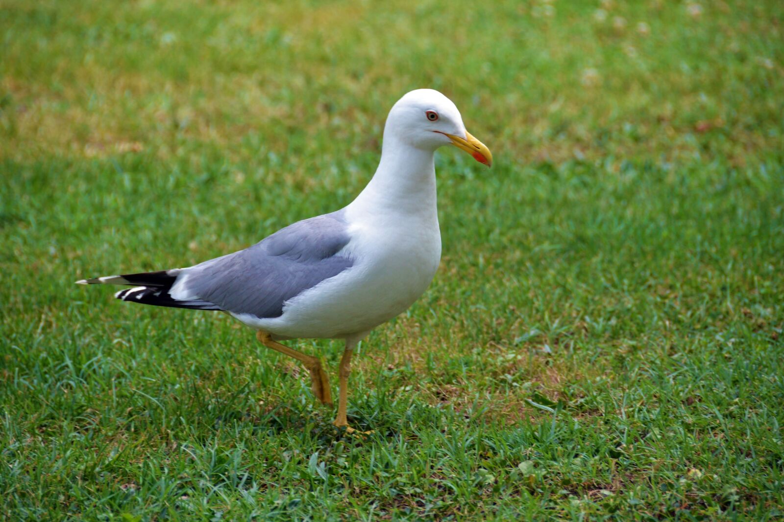 Nikon D610 sample photo. Seagull, bird, grass photography