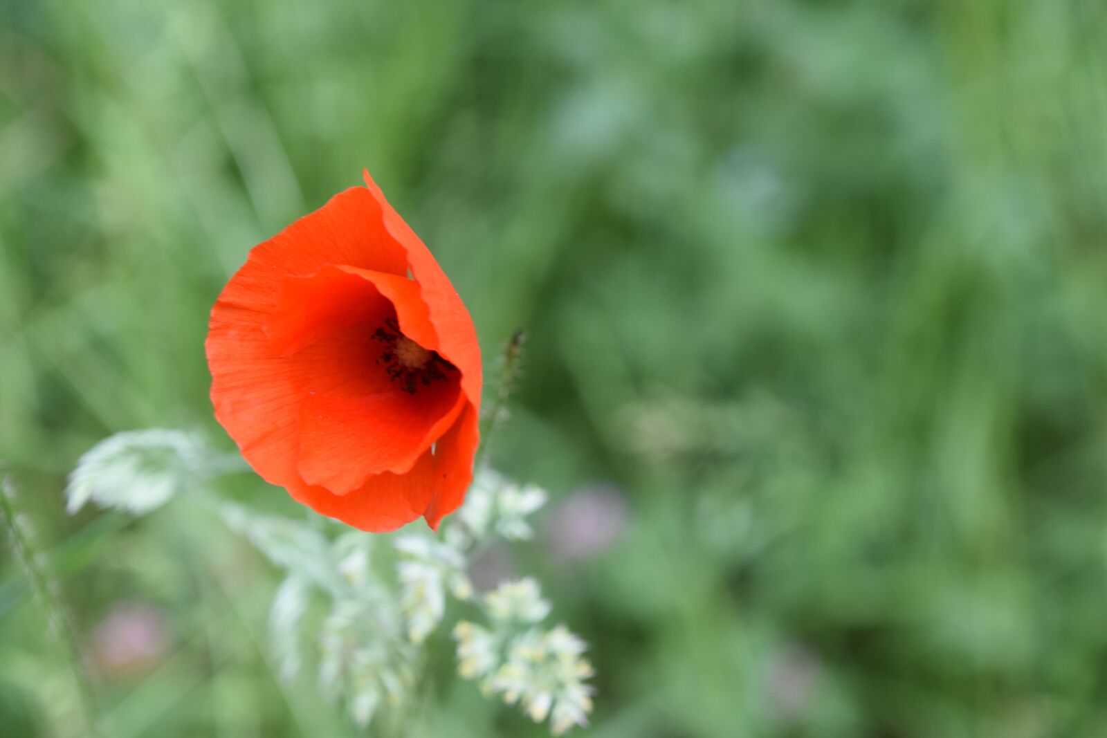 Nikon D5600 sample photo. Flower, poppy, plant photography