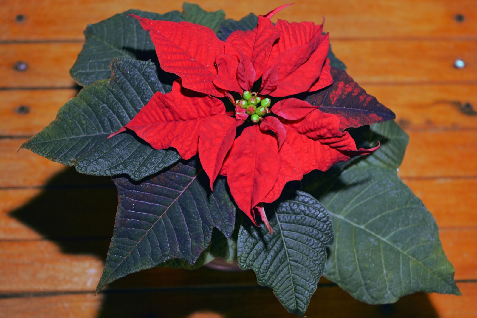 Nikon D5200 sample photo. Christmas, flower, crăciuniță photography