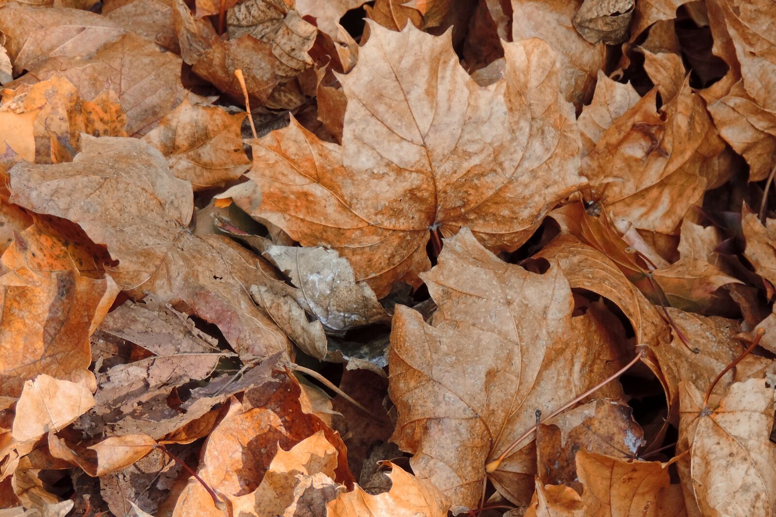 Nikon Coolpix P520 sample photo. Leaves, fall foliage, fall photography
