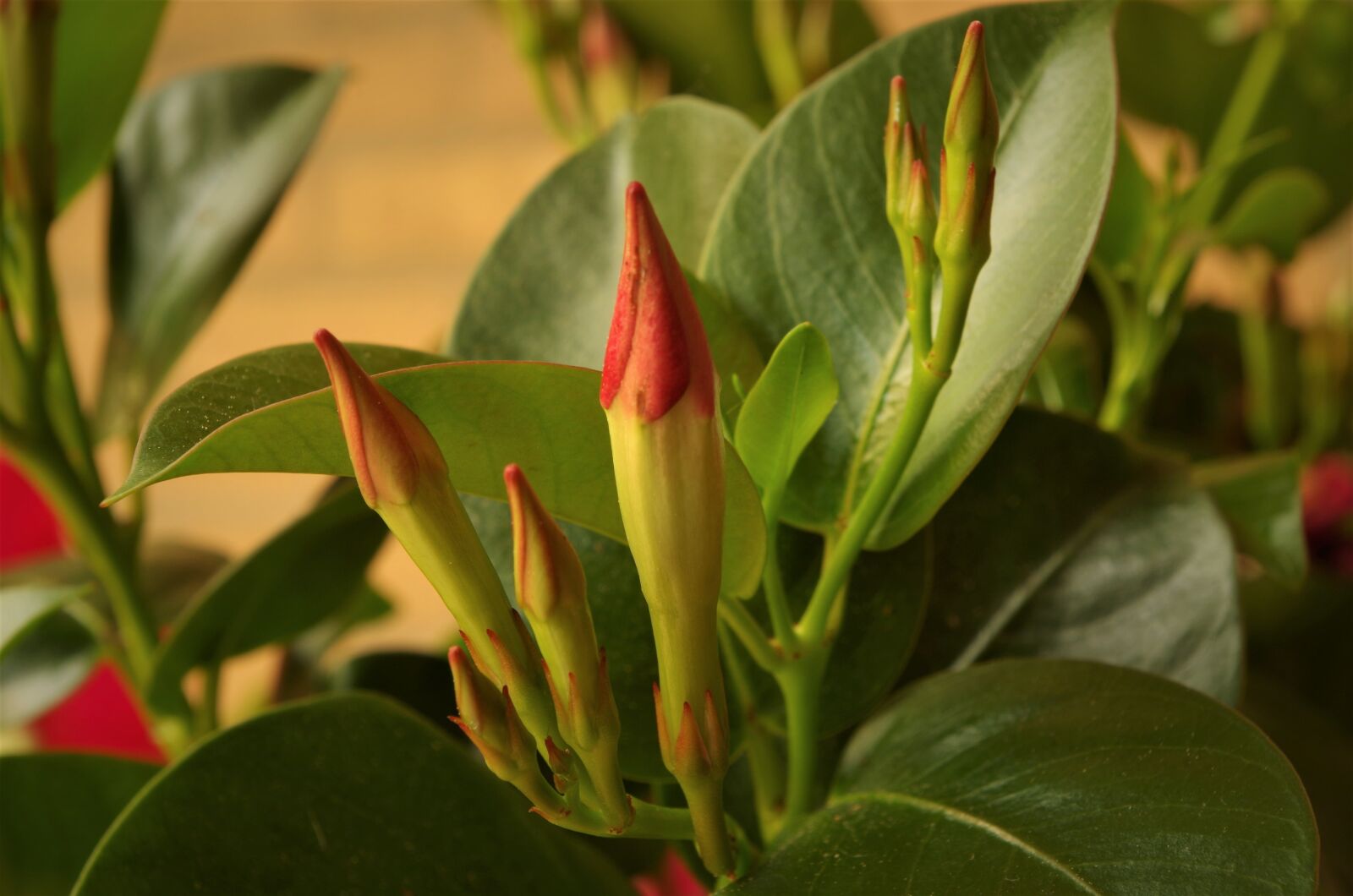 Pentax K-50 sample photo. Flowers, buds, nature photography