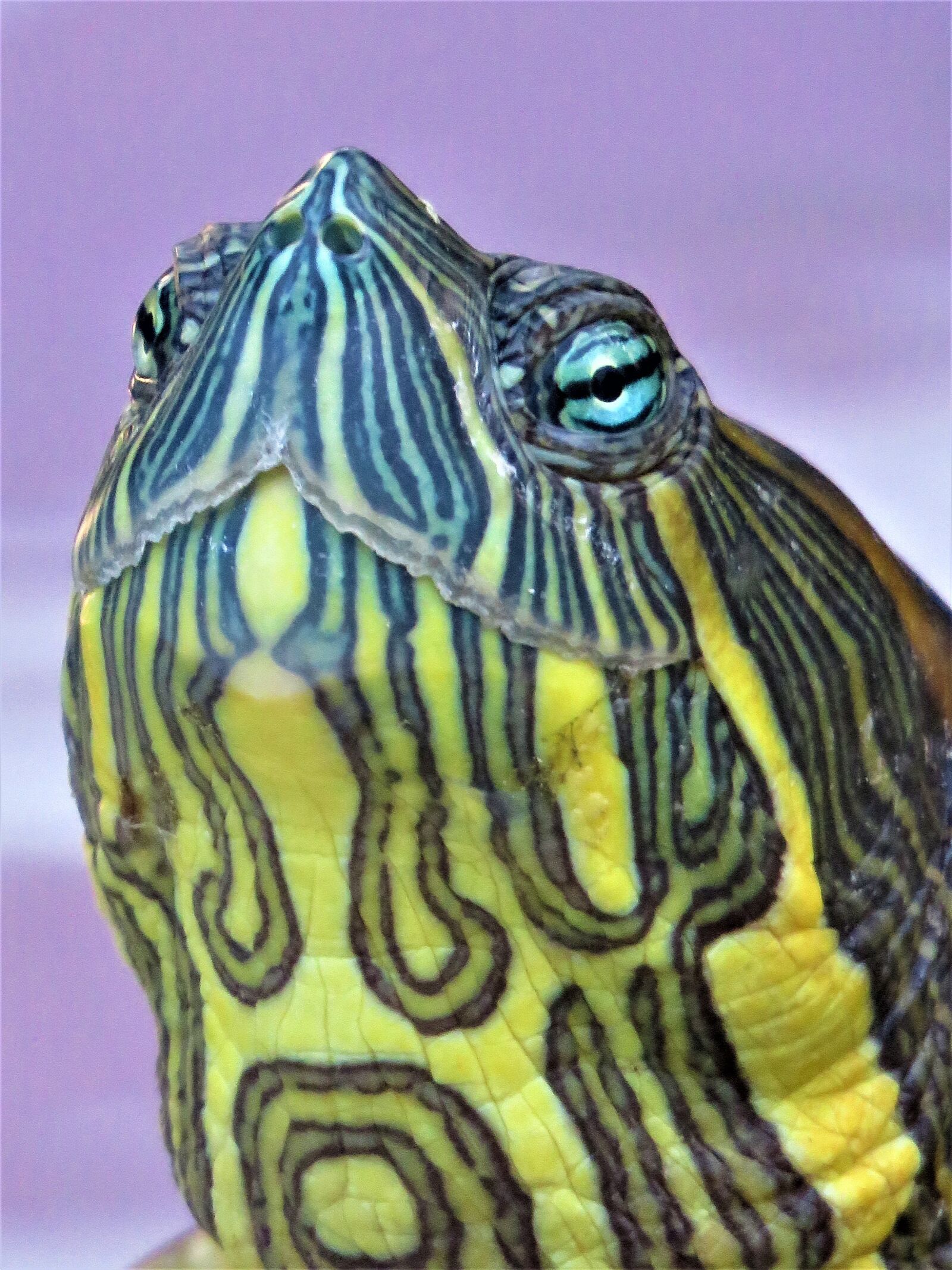 Canon PowerShot SX60 HS sample photo. Turtle, tortoise, reptile photography