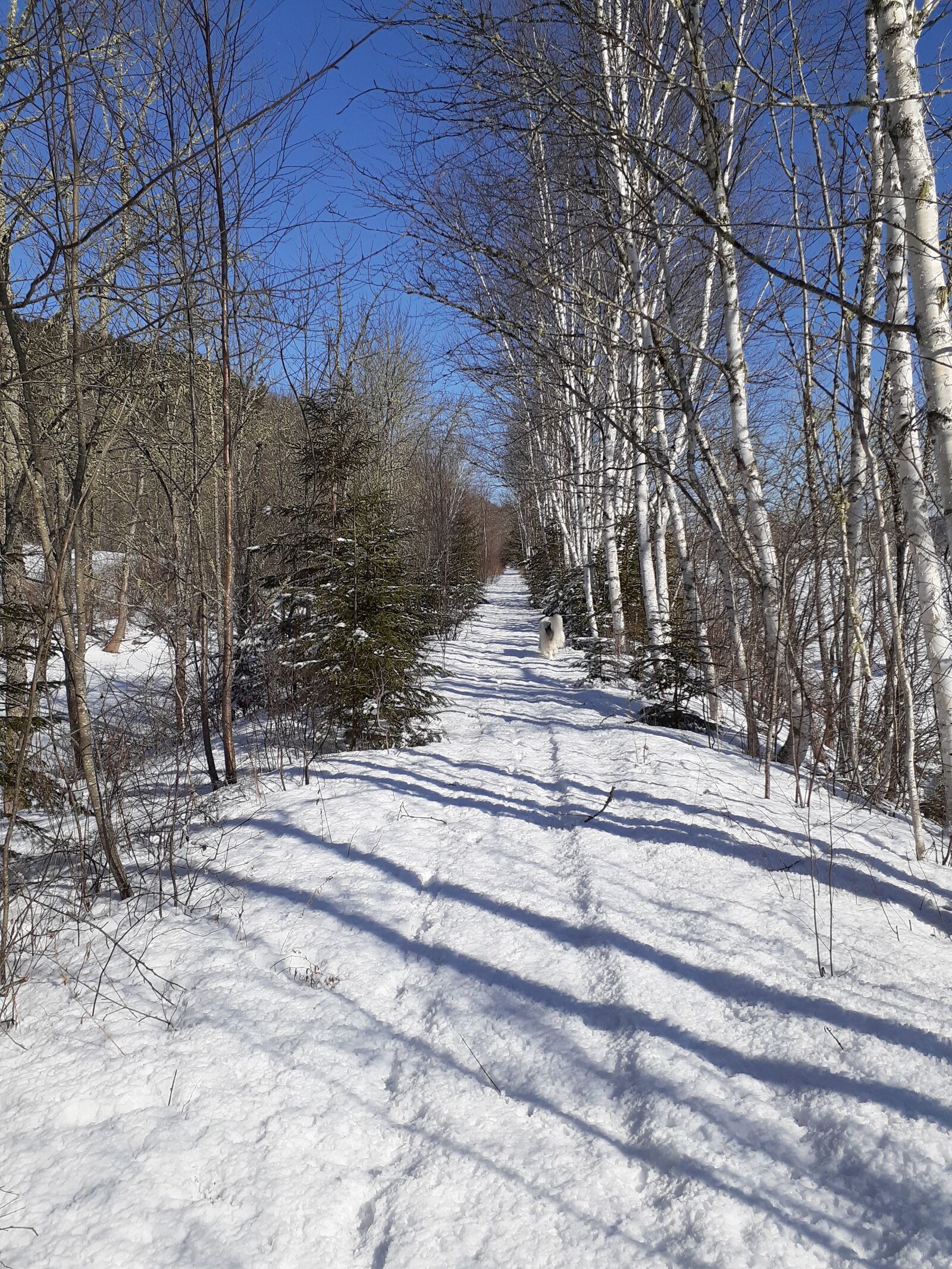 Samsung Galaxy A20 sample photo. Country, lane, winter photography