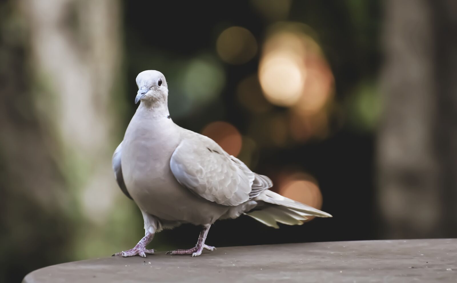 Nikon D7200 sample photo. Collared, bird, plumage photography