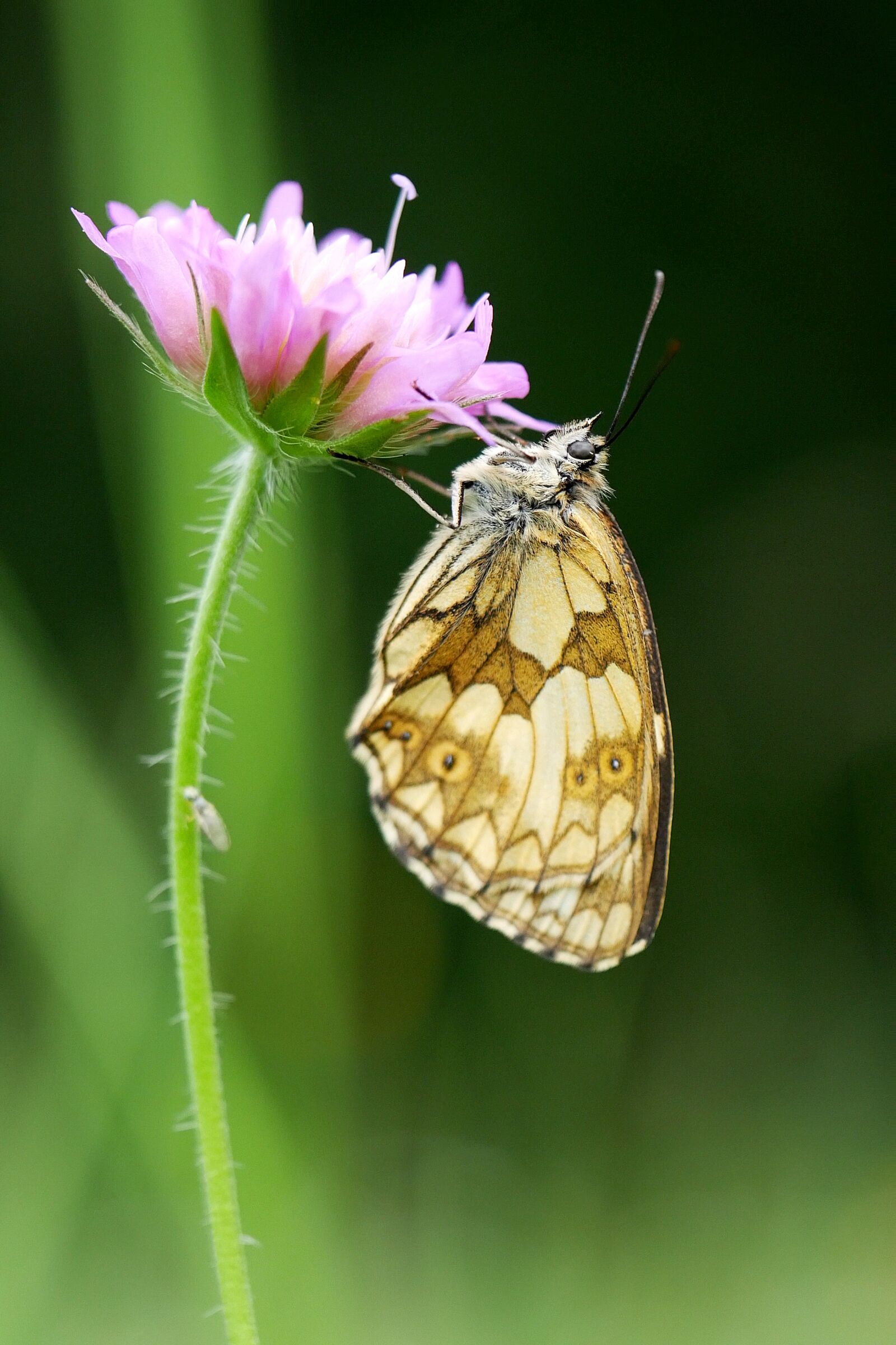 Panasonic PHOTOfunSTUDIO 9.7 PE sample photo. Nature, butterfly, insect photography