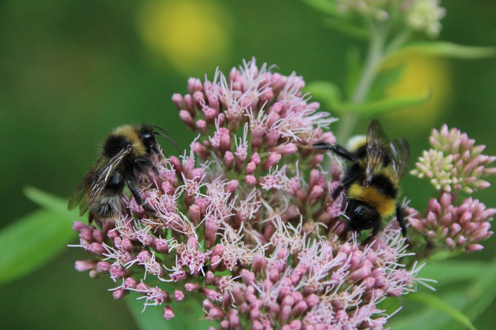 Canon EOS 1200D (EOS Rebel T5 / EOS Kiss X70 / EOS Hi) sample photo. Bumblebees, blossom, bloom photography