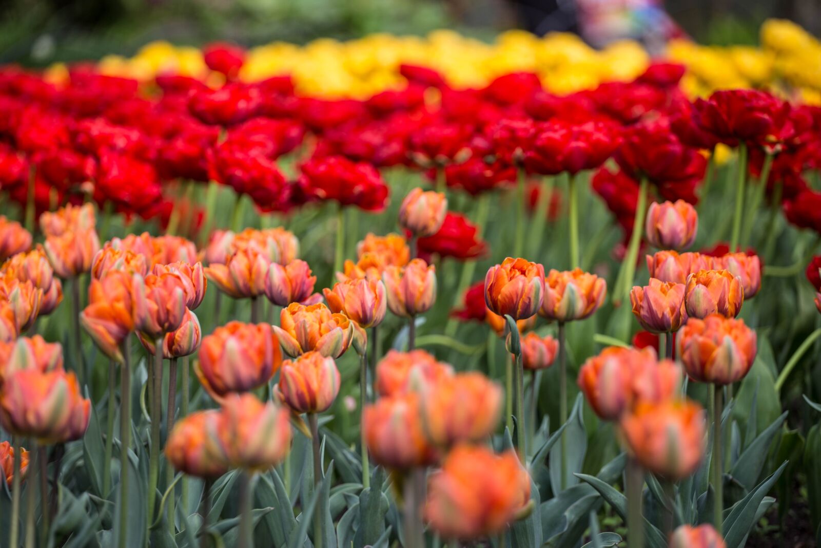 Canon EOS 6D + Canon EF 70-200mm F4L USM sample photo. Flowers, tulips, festival photography