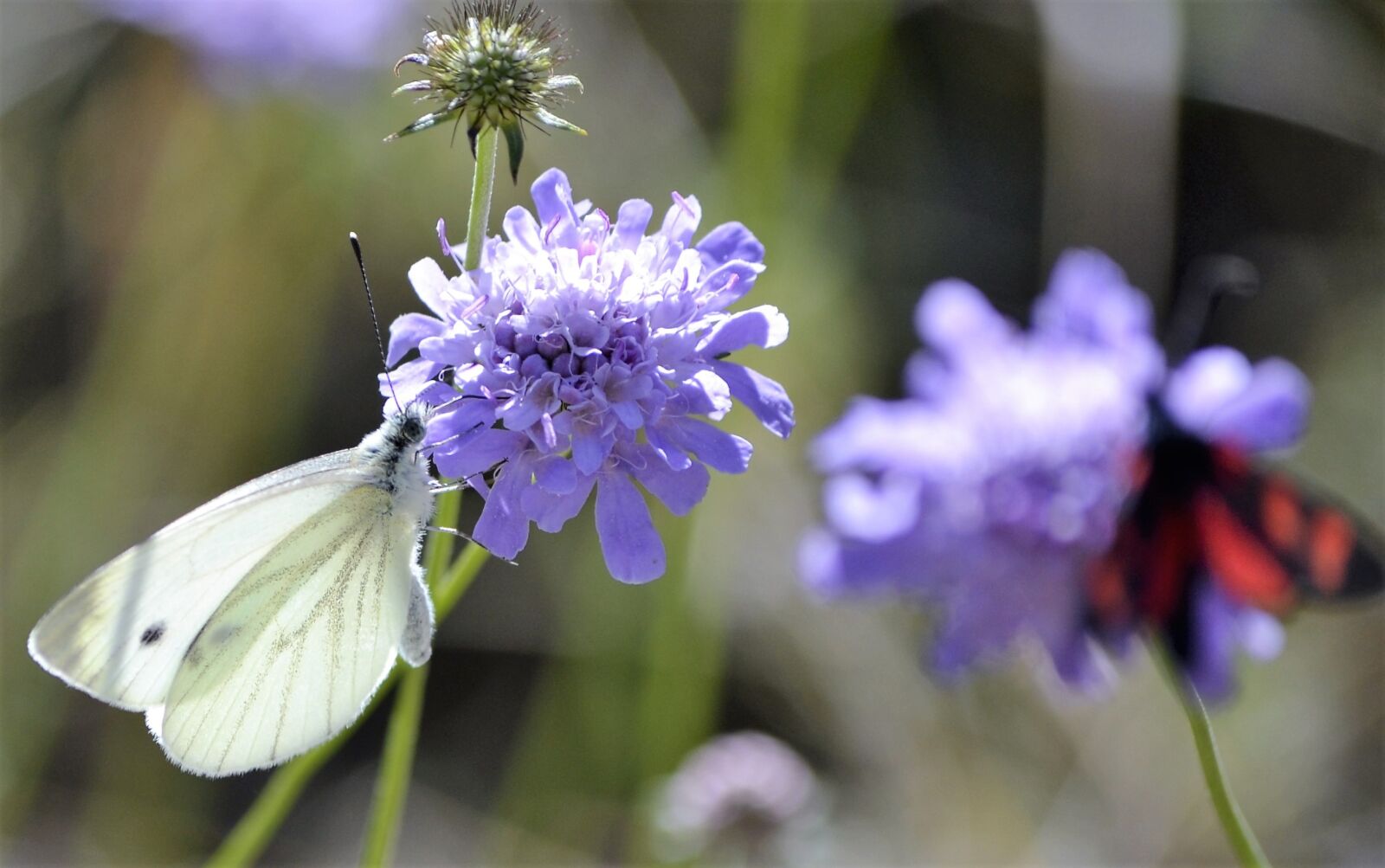 Nikon D3100 sample photo. Butterfly, pyrenees, nature photography