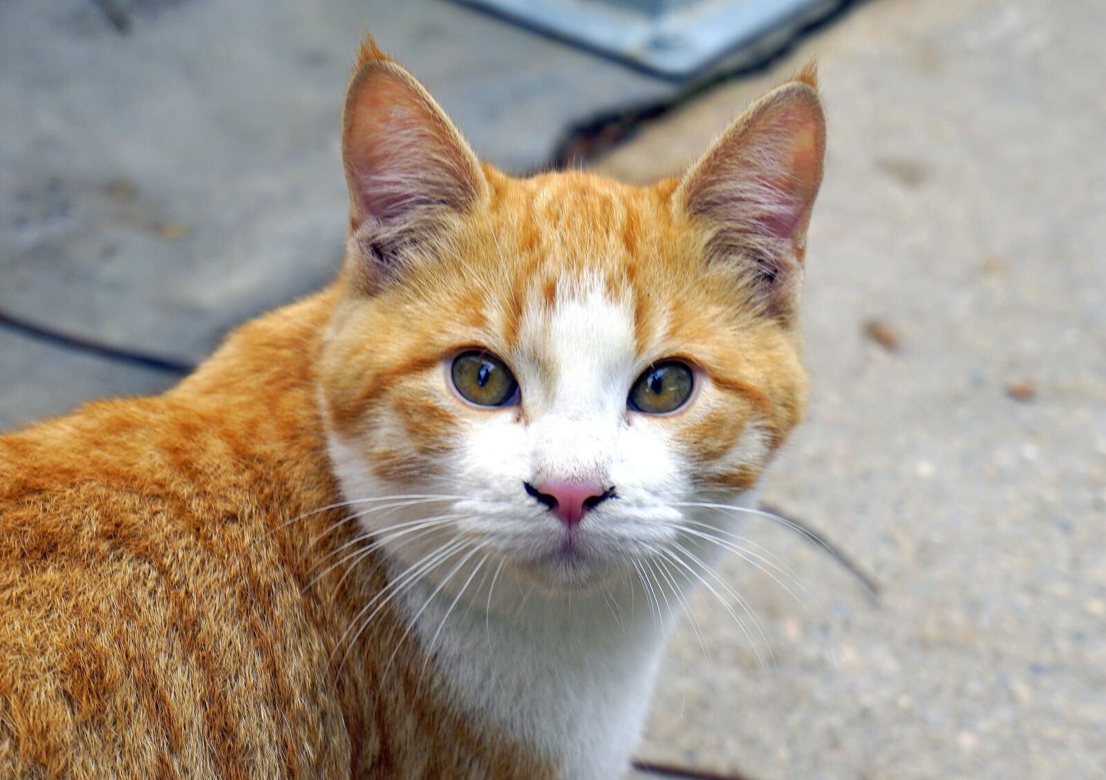 Sony a6000 sample photo. Cats, animals, pet photography
