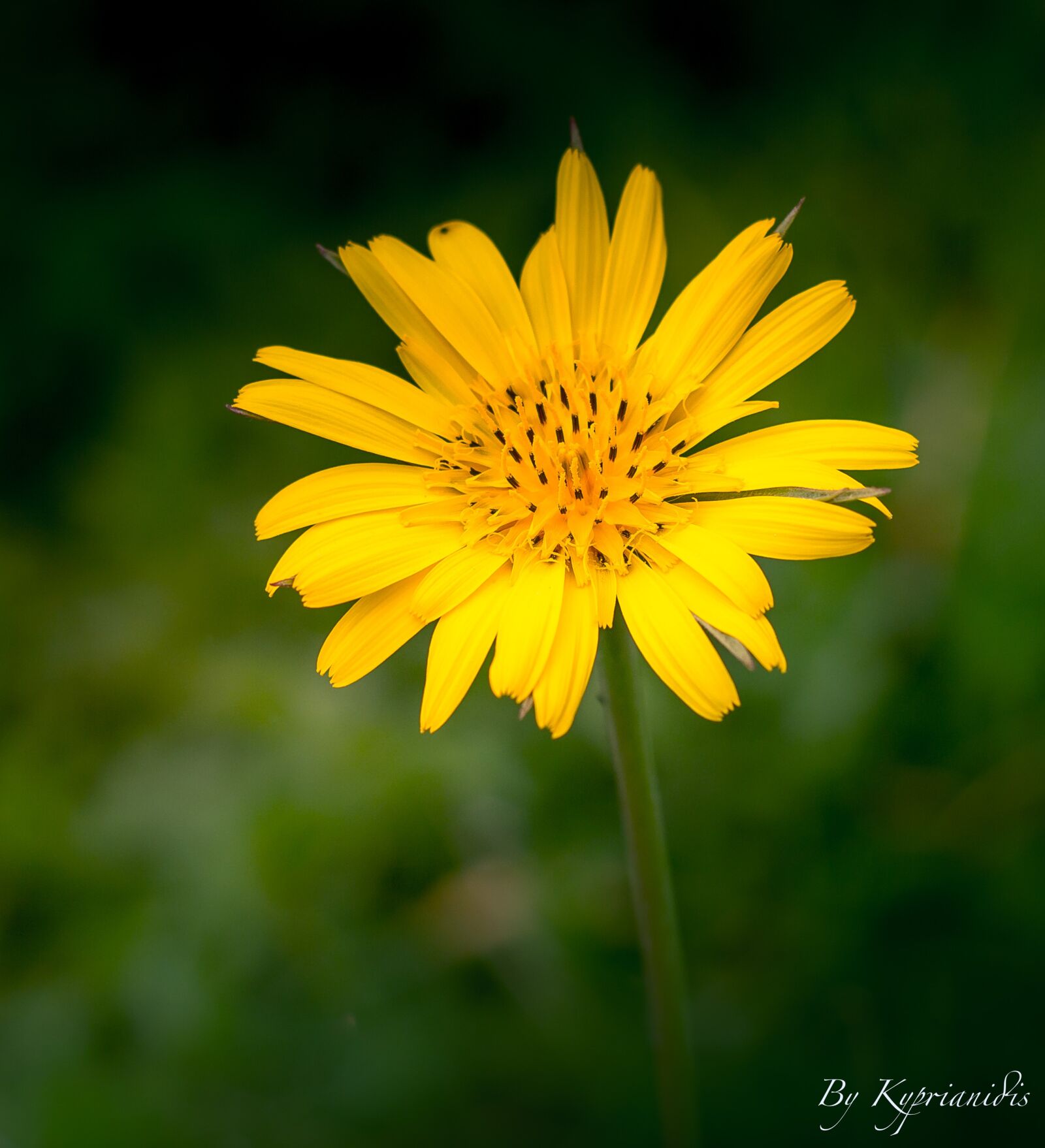 Canon EOS 60D + Canon EF 50mm F1.8 II sample photo. Flower, yellow, nature photography