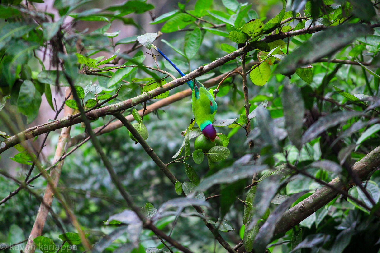 Canon EOS 700D (EOS Rebel T5i / EOS Kiss X7i) sample photo