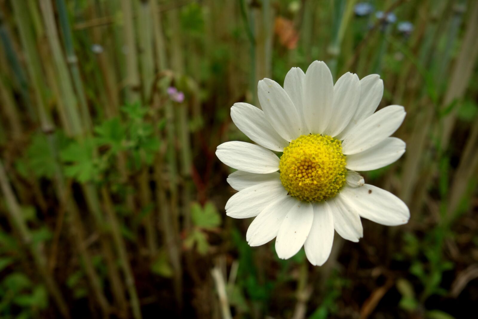 Sony Cyber-shot DSC-RX100 sample photo. Flower, chamomile, field photography