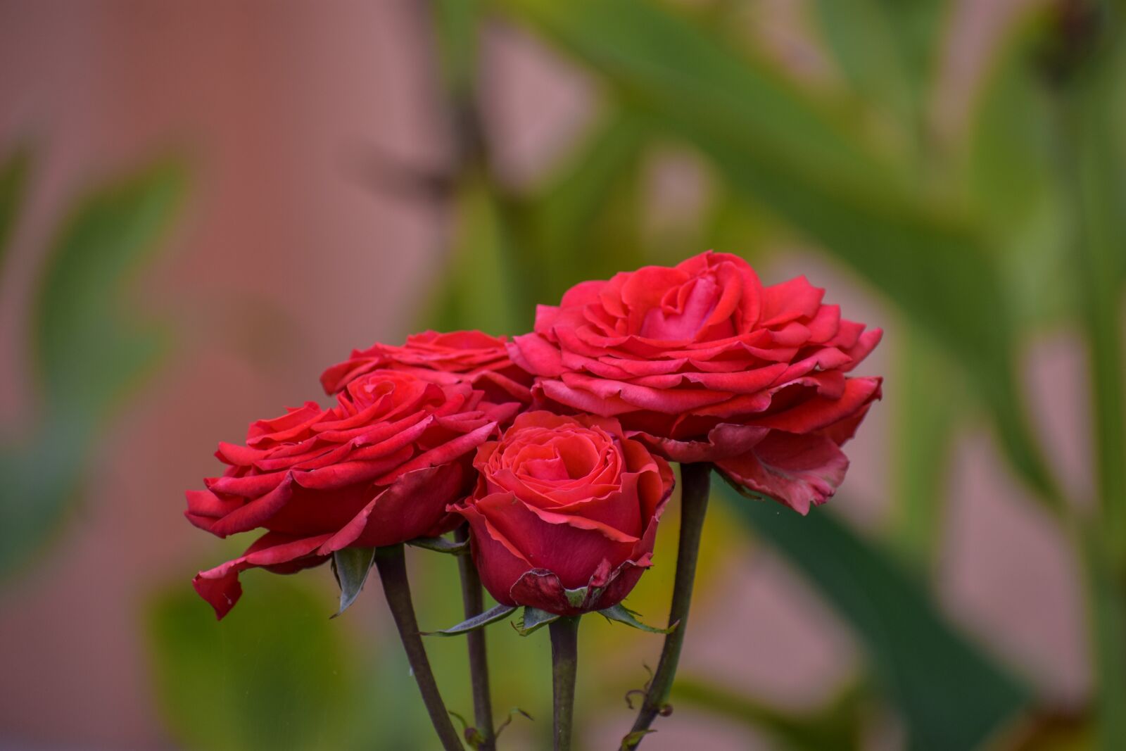 Nikon D3400 sample photo. Rosa, flower, plant photography