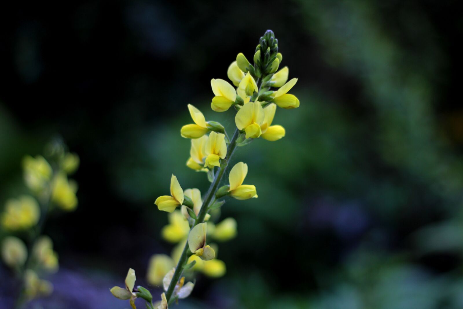 Canon EOS 600D (Rebel EOS T3i / EOS Kiss X5) + Canon EF 50mm F1.8 STM sample photo. Thermopsis lupinoides, leguminous, yellow photography
