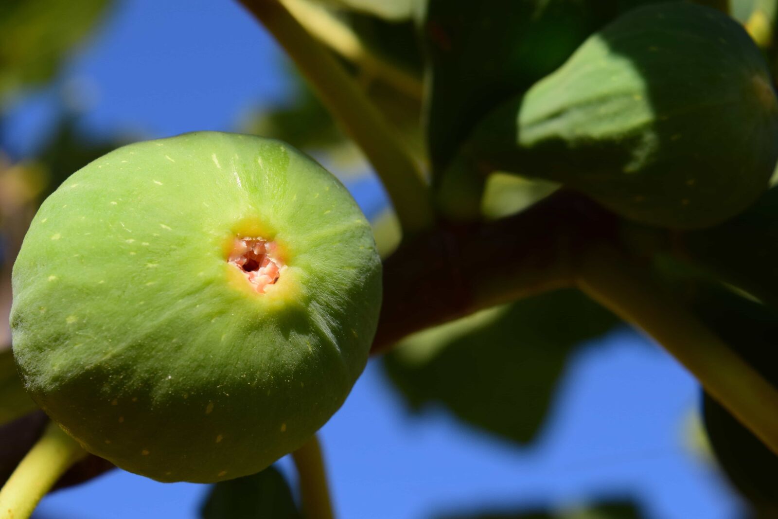 Nikon D3300 sample photo. Fruit, leaf, food, nature photography