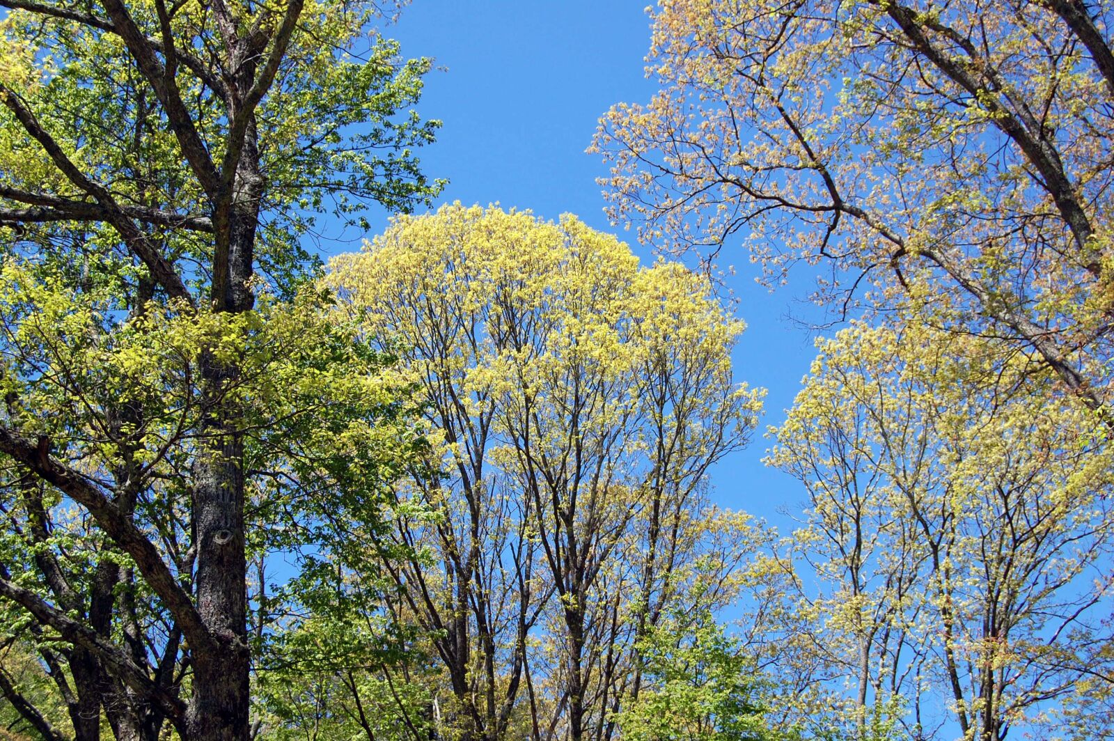 Nikon D40 sample photo. Blue, sky, day photography