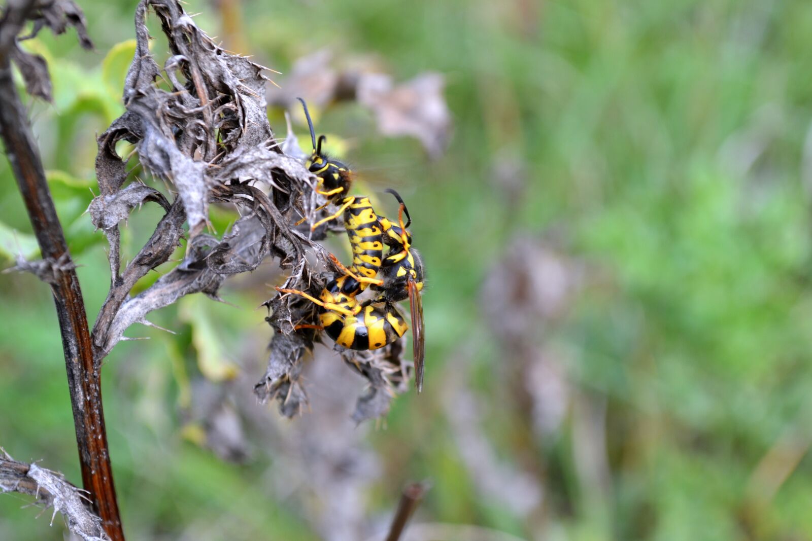 Nikon D3100 sample photo. Osa, nature, insect photography