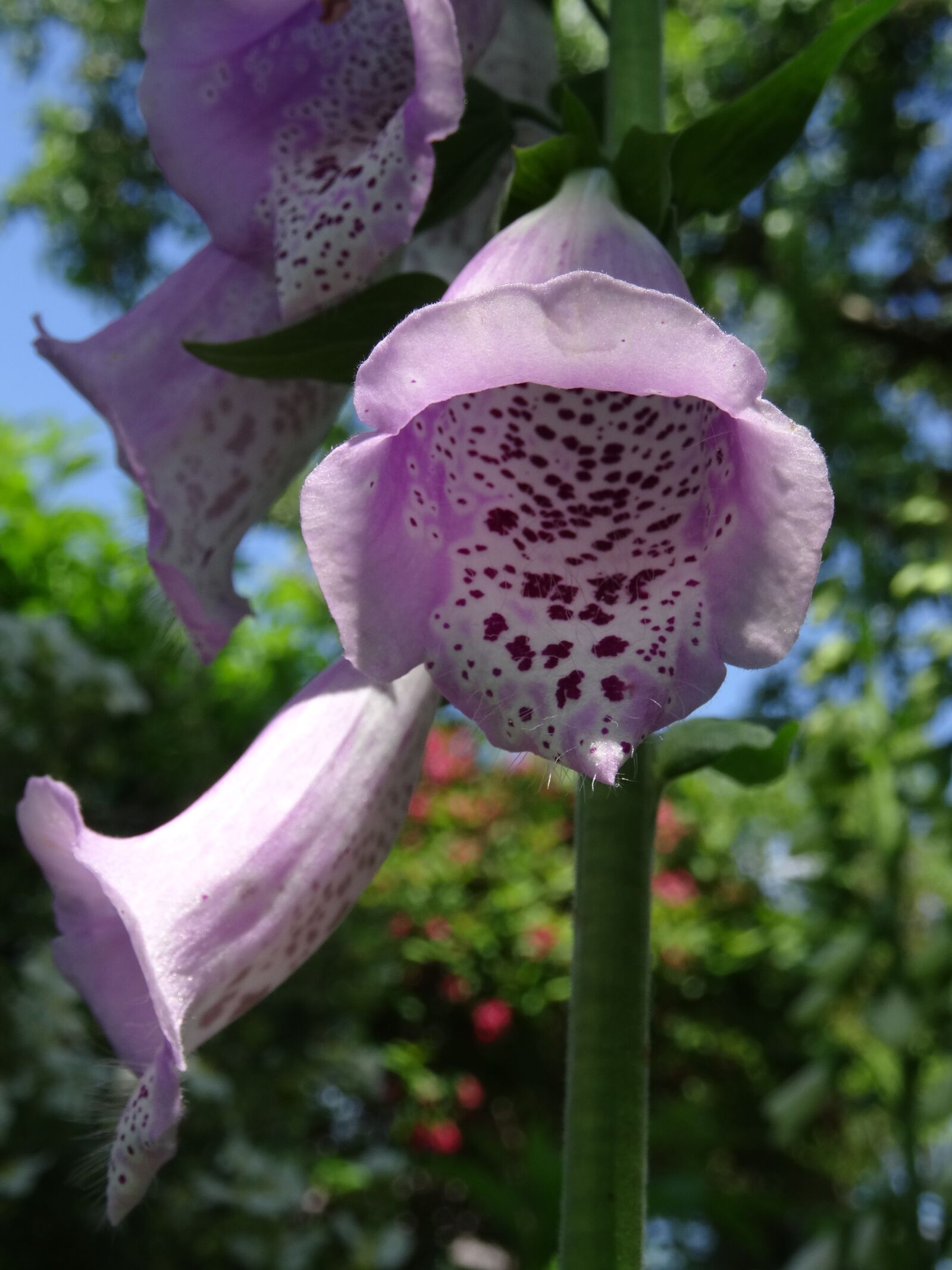 Sony Cyber-shot DSC-HX50V sample photo. Flower, thimble, toxic photography