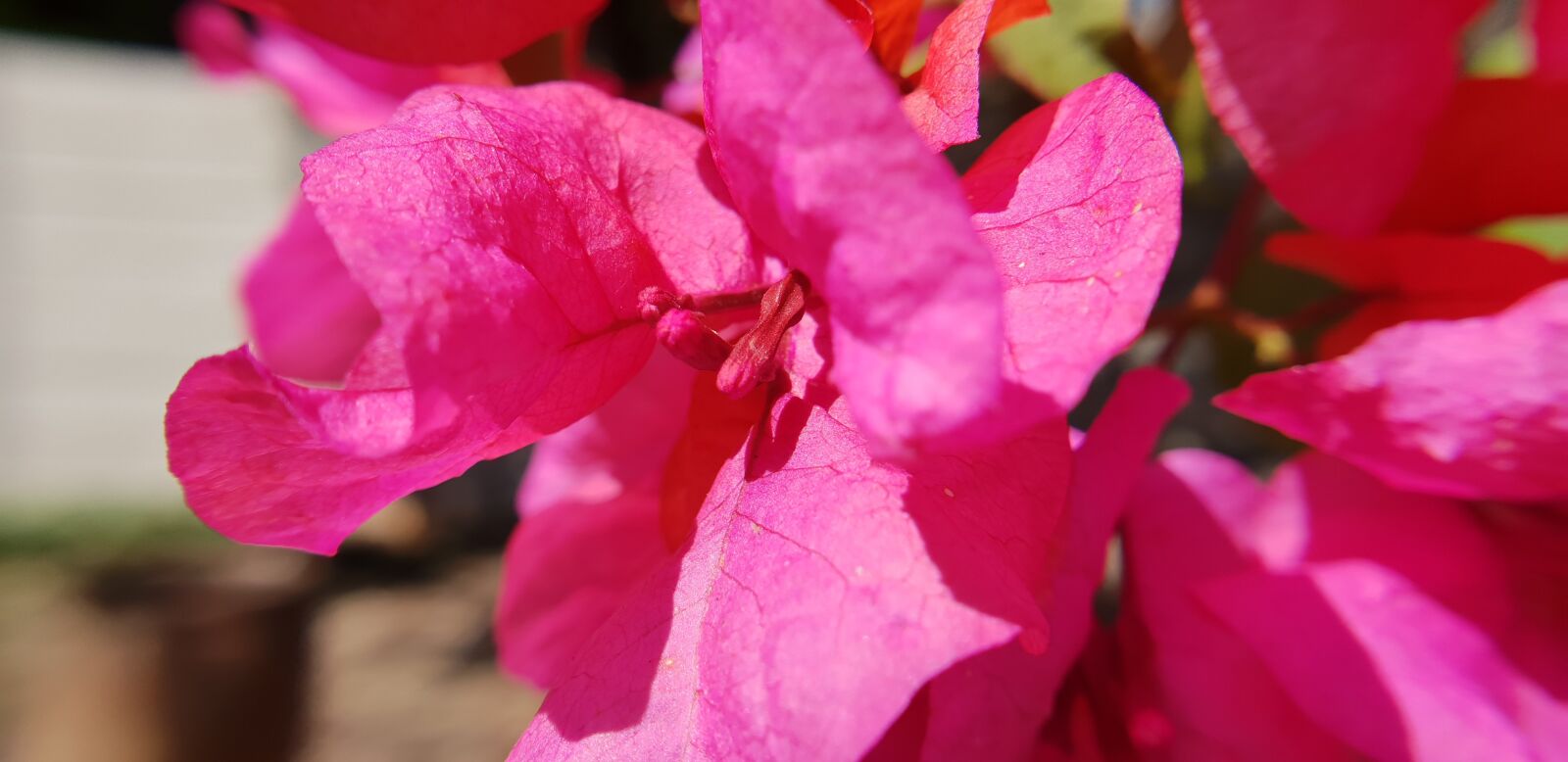 Samsung Galaxy S9+ sample photo. Bougainvilia, red flowers, nature photography