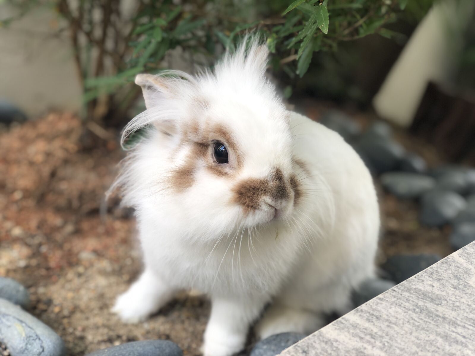 iPhone X back dual camera 6mm f/2.4 sample photo. Rabbit, bunny, garden photography