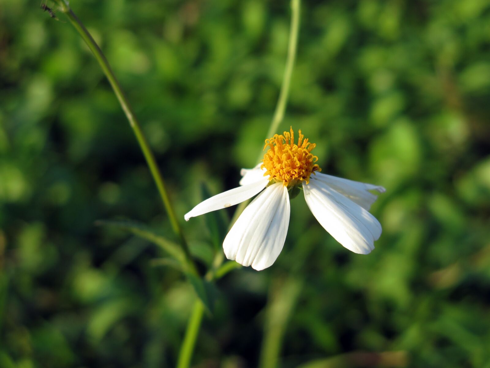 Canon PowerShot G16 sample photo. Natural, flower, wild flowers photography