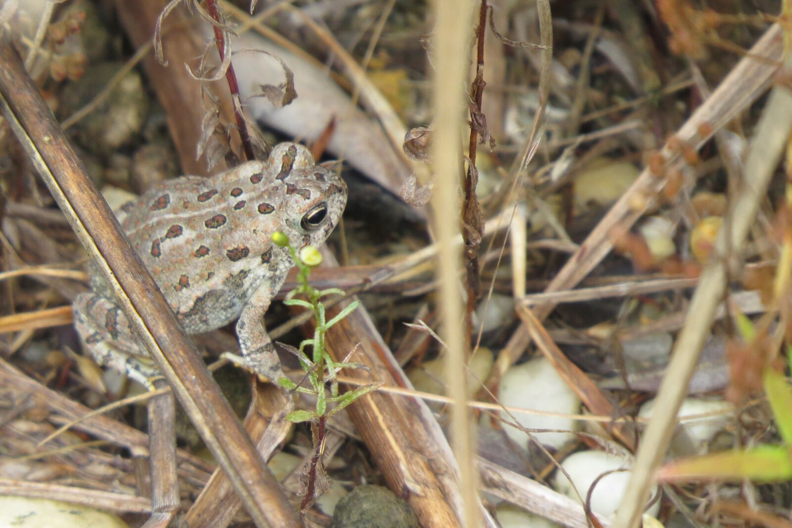 Canon PowerShot SX50 HS sample photo. Nice toad trying to photography