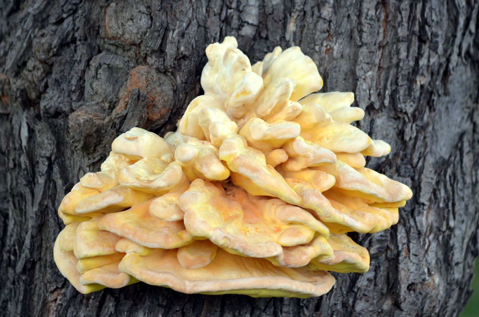 Nikon D5100 sample photo. Tree fungus, mushroom, log photography