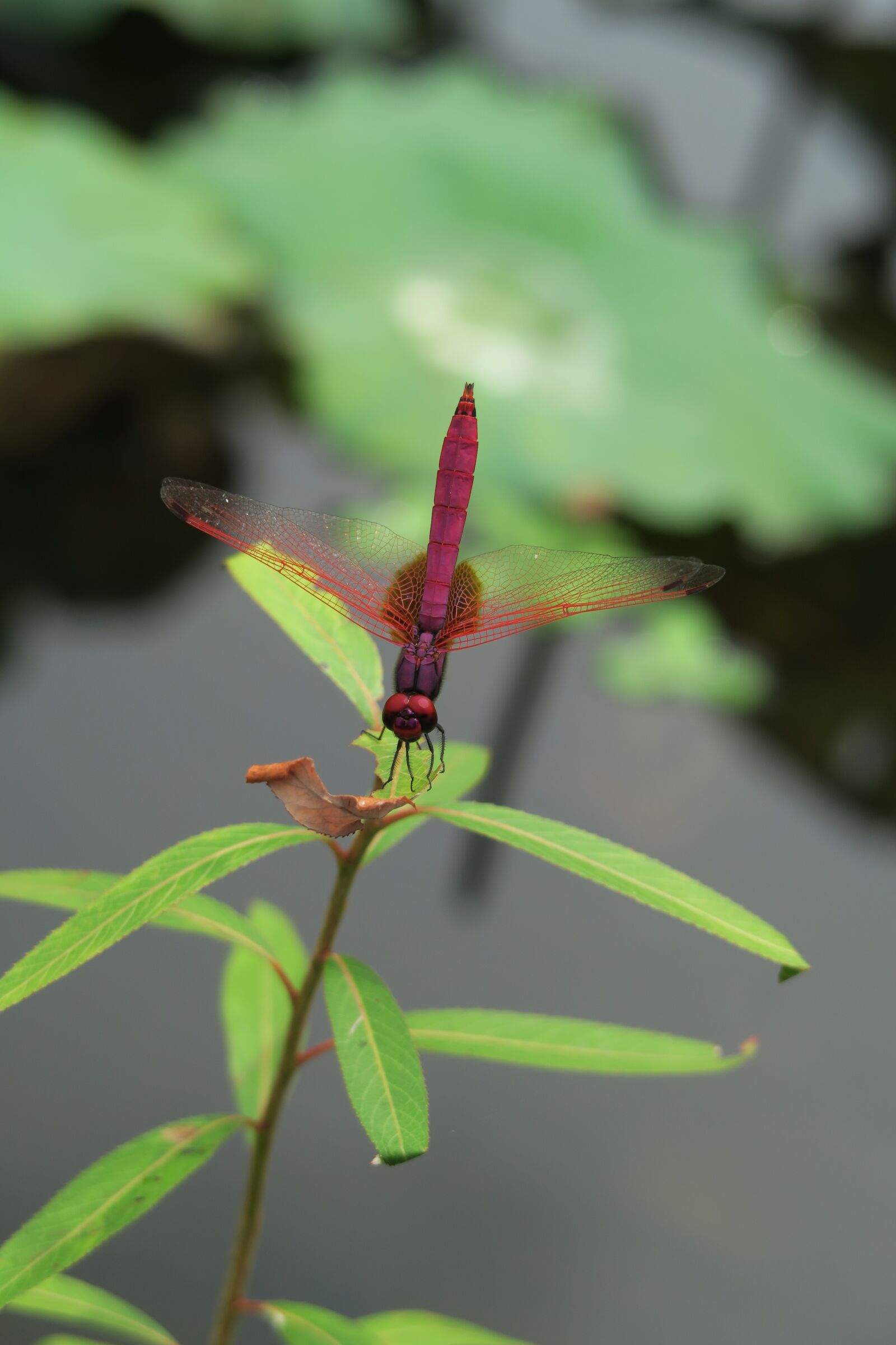 Canon PowerShot G7 X sample photo. Dragonfly, insect, arthropods photography