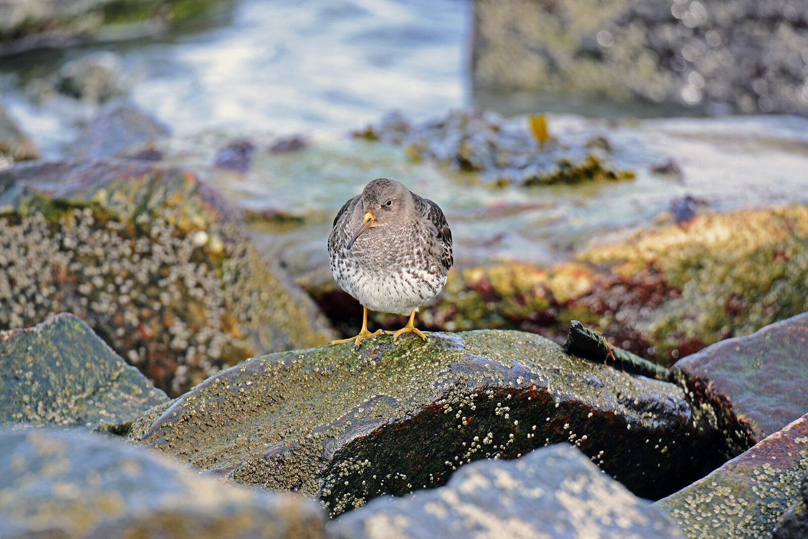 Nikon D600 sample photo. Birds, ocean beach runner photography