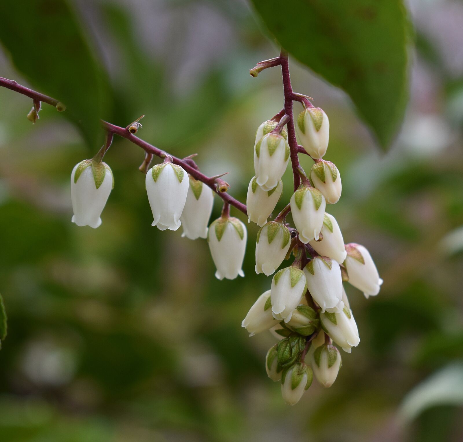 Nikon D3300 sample photo. Andromeda flowers, pieris, andromeda photography