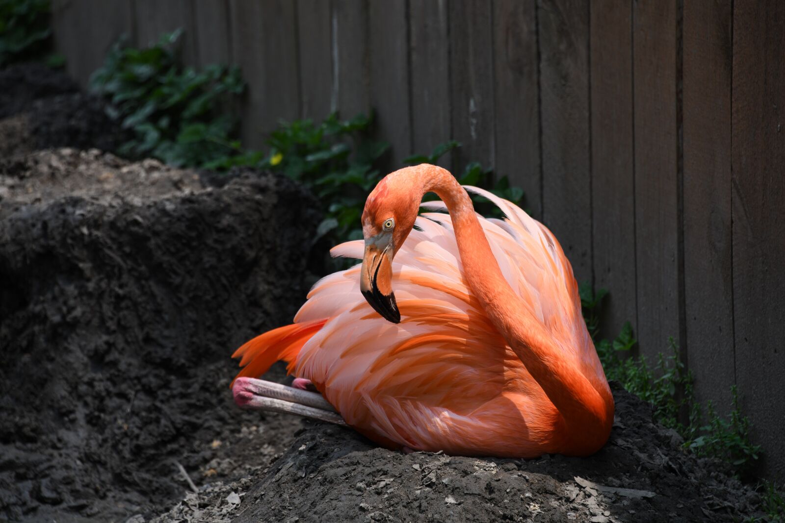 Nikon D850 sample photo. Flamingo, bird, zoo photography