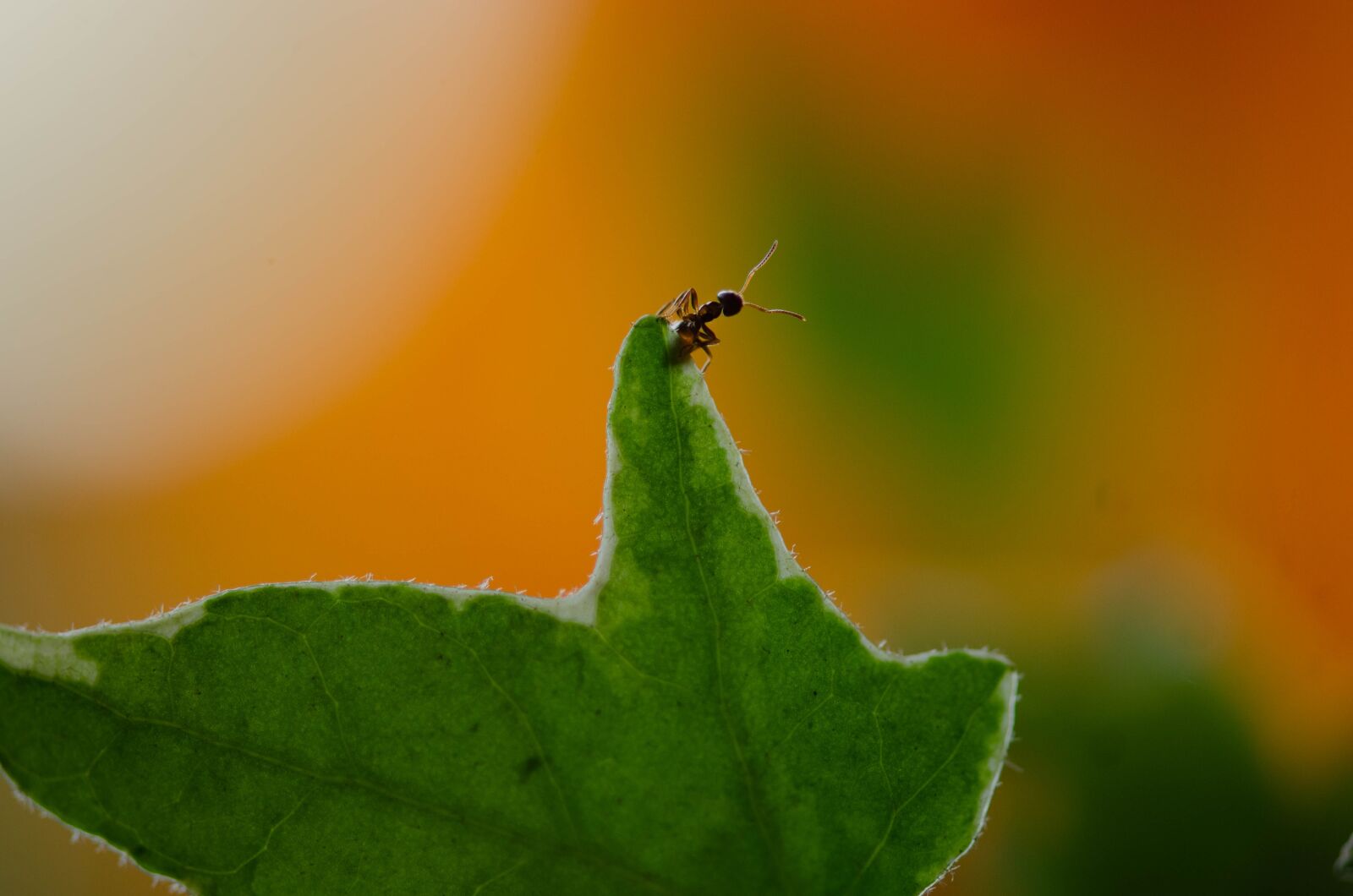 Nikon D7000 sample photo. Ant, leaf, nature photography