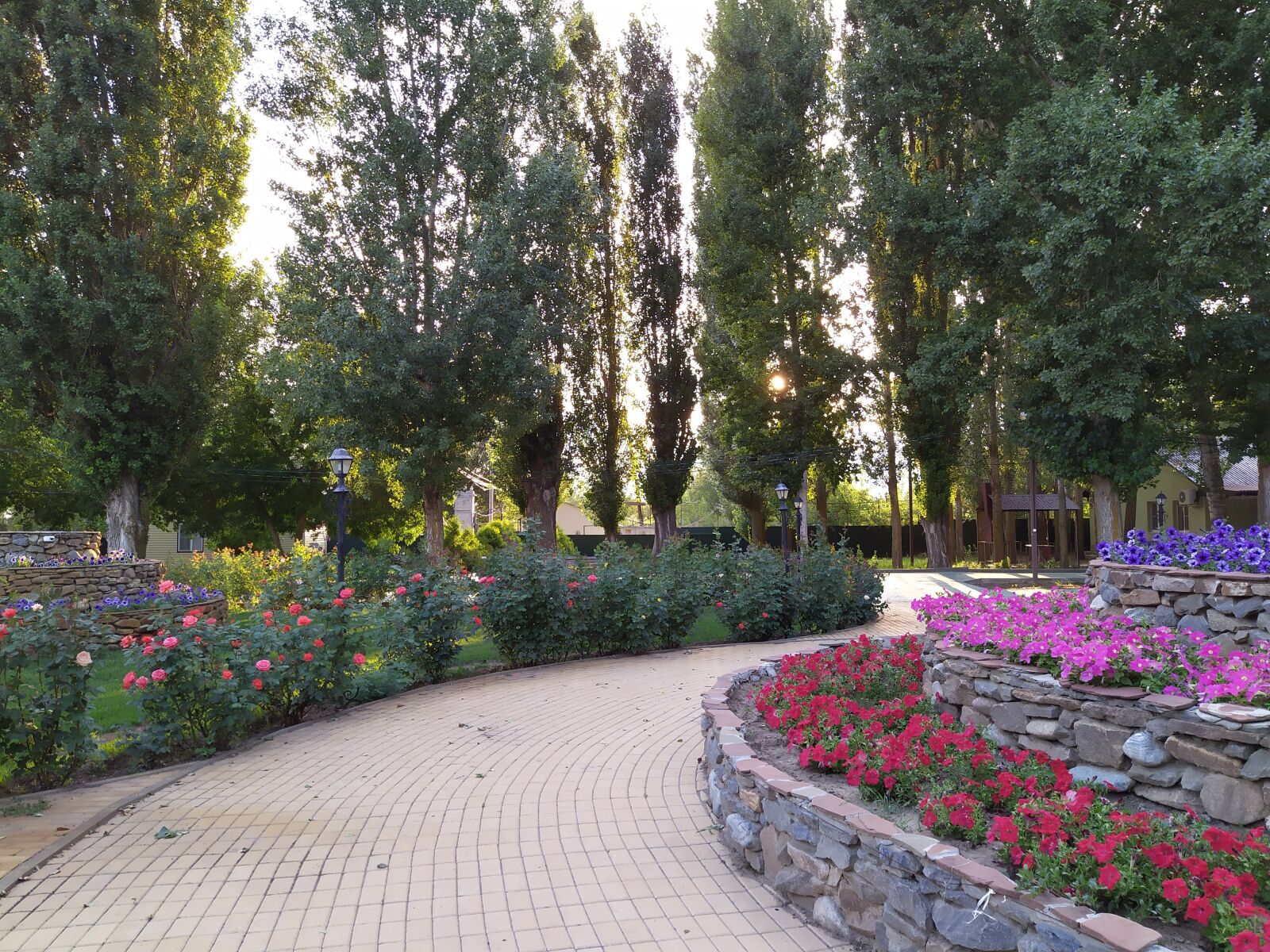 Xiaomi Redmi Note 7 sample photo. Flower bed, flowers, petunias photography