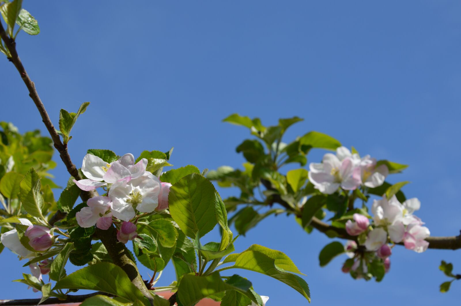 Nikon D3200 sample photo. Blossom, bloom, sky photography